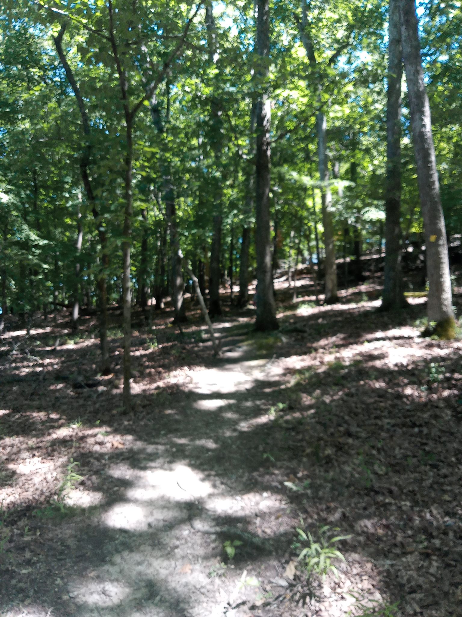 A sun-dappled dirt path winds through a lush, green forest. - Rocky Top Trail