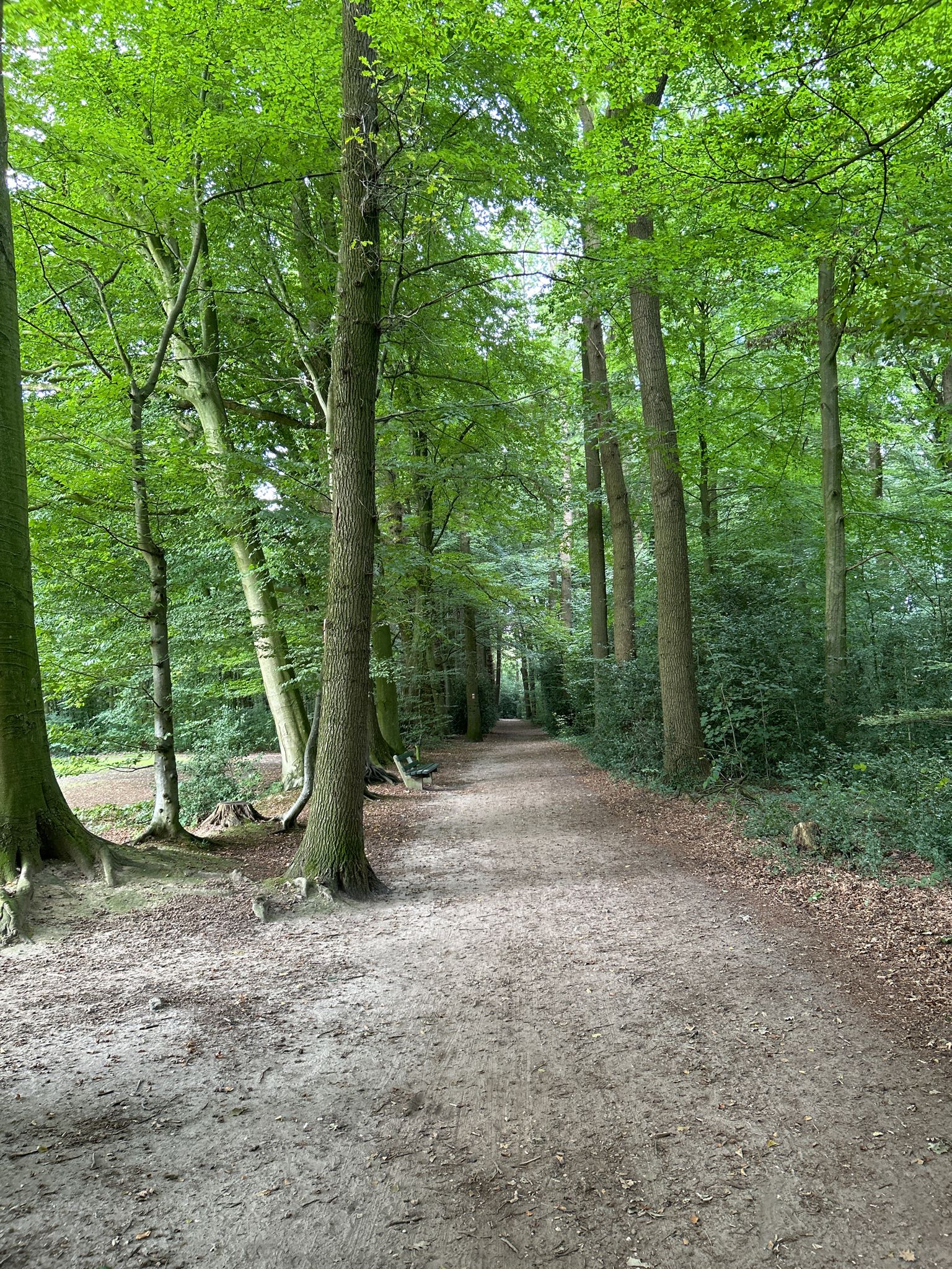 Waldgebiet südlich von Lohne (Oldb.)