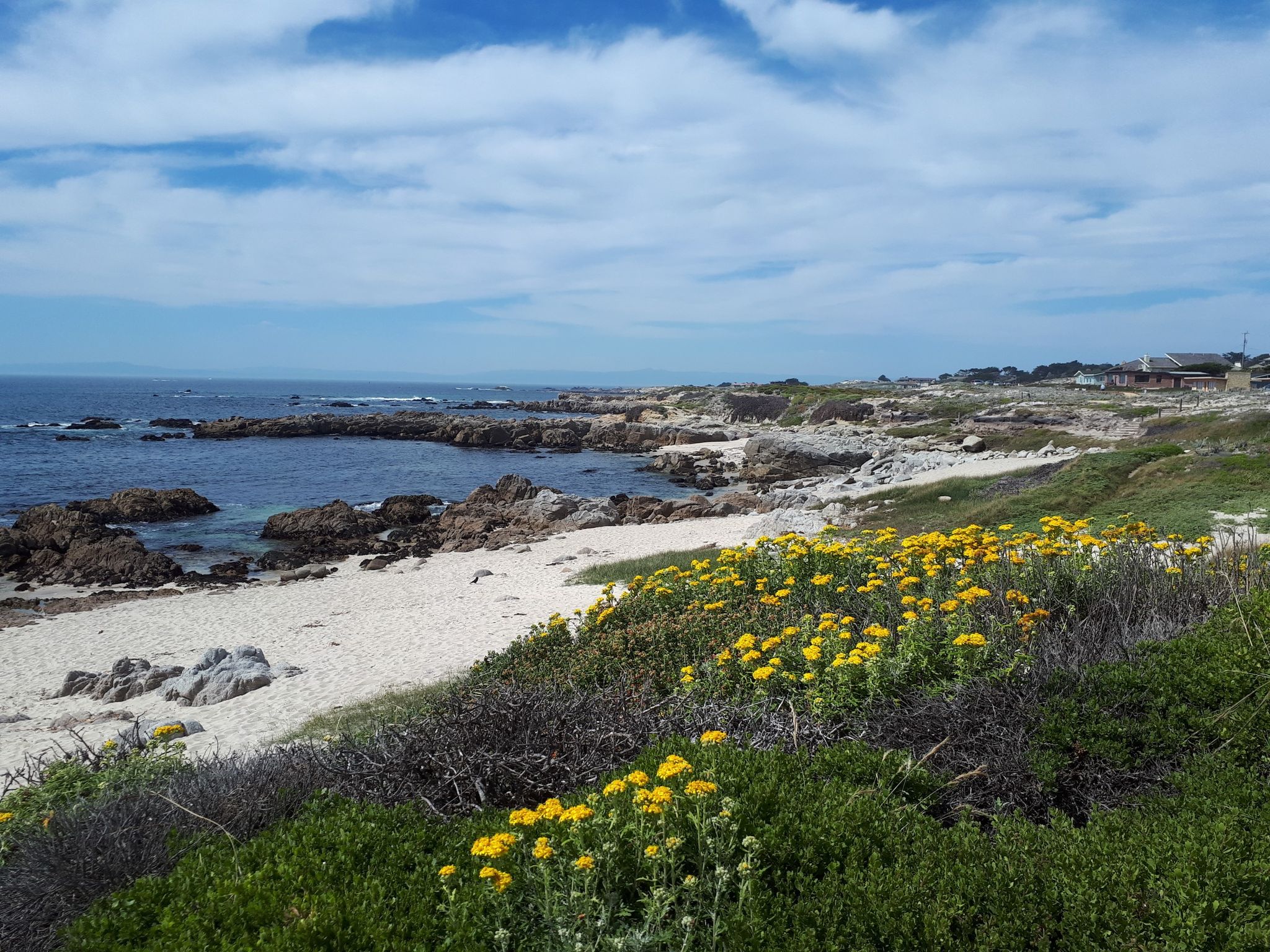 Sunny rocky beach with yellow wildflowers and blue ocean under cloudy sky. - Asilomar Gazebo via Coast Trail