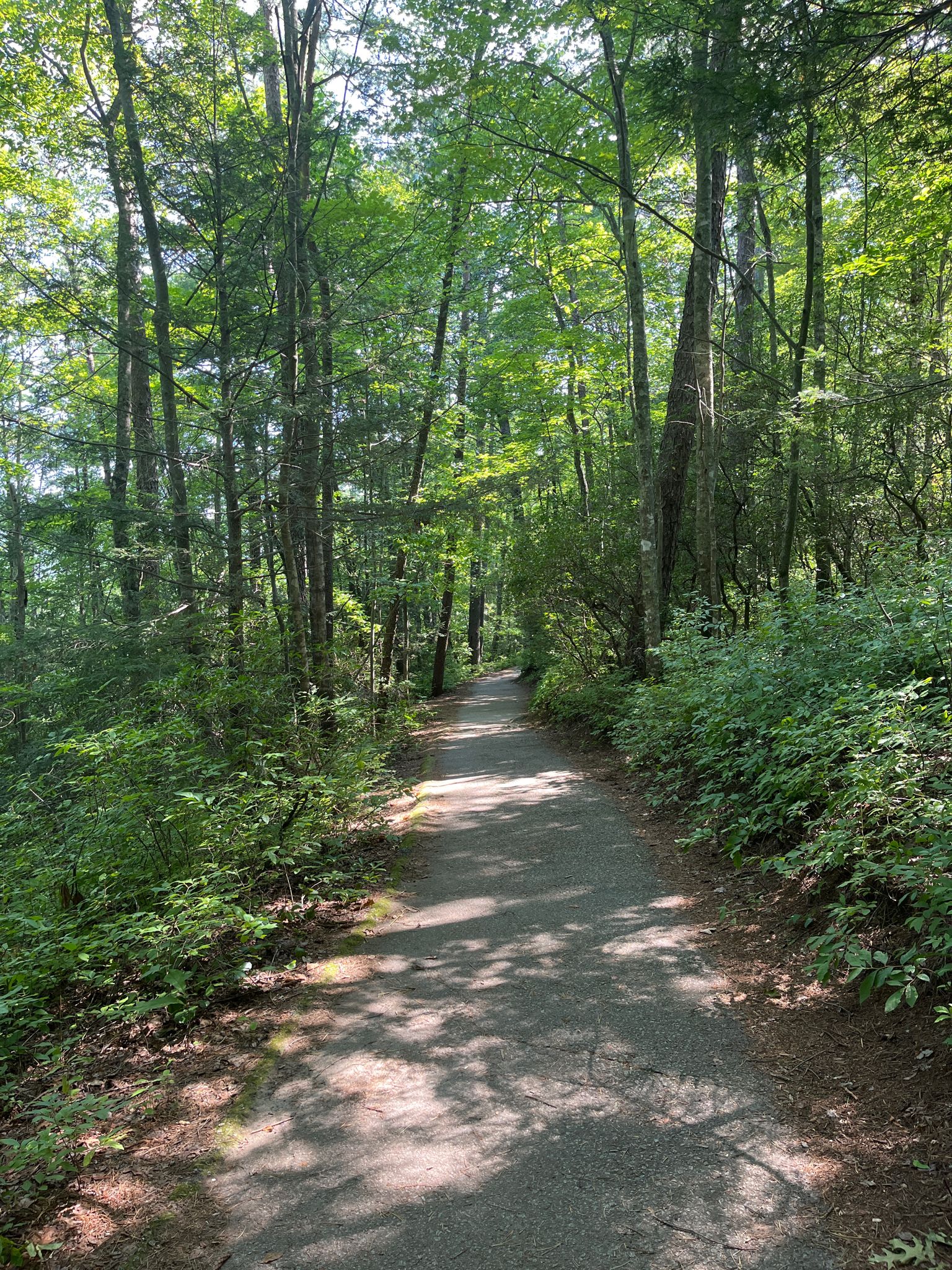 Shaded paved path winding through a dense green forest on a sunny day. - Dukes Creek Falls Trail