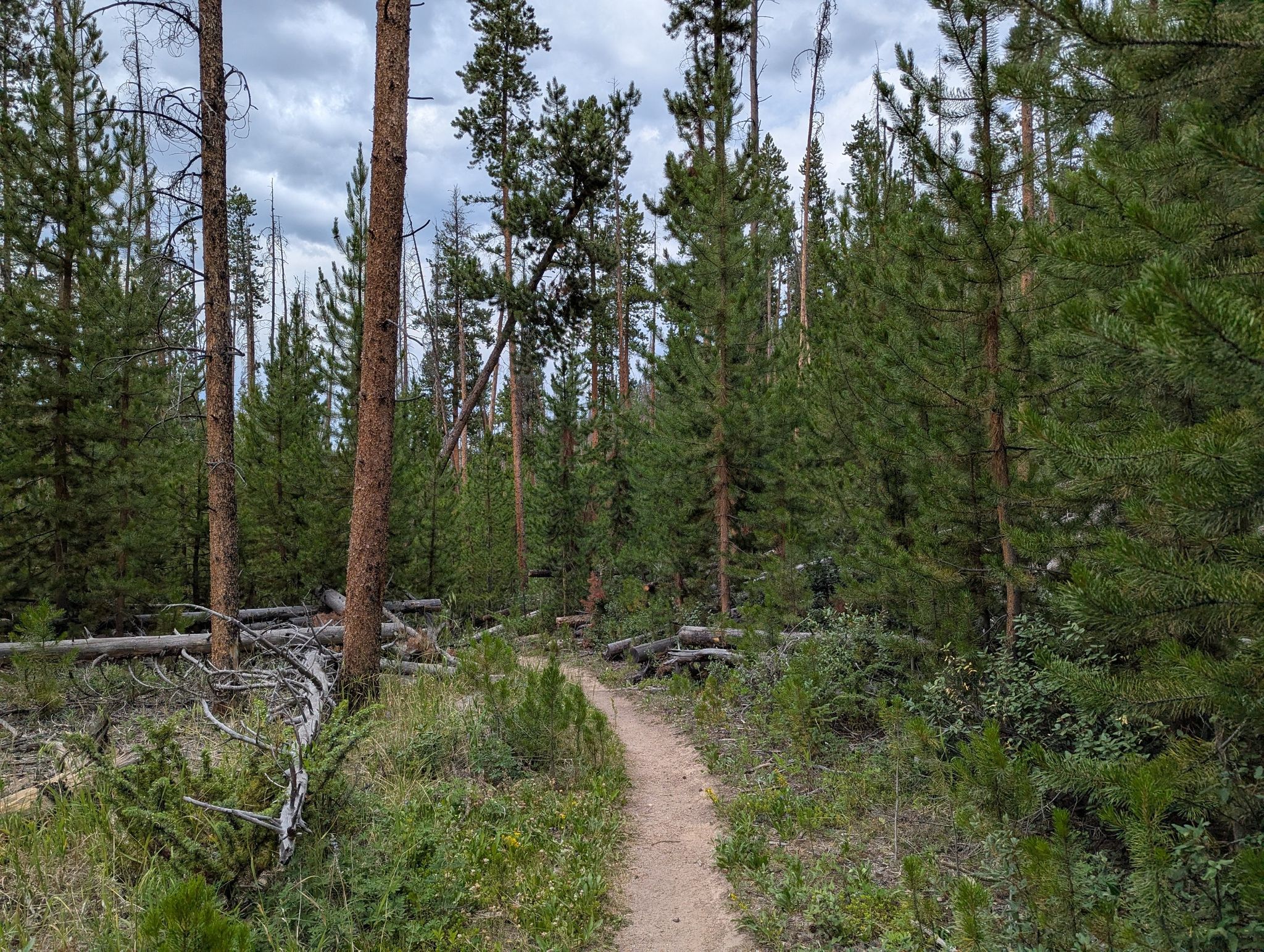 A dirt path winds through a dense pine forest under an overcast sky. - East Shore Trail and Shadow Mountain Lookout Trail Loop