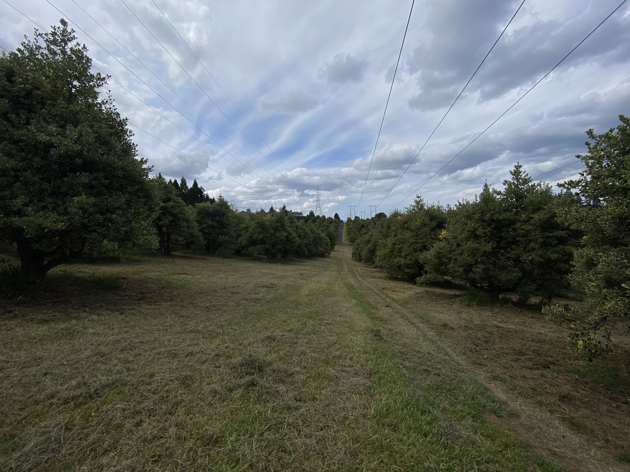 Grassy corridor under power lines, flanked by trees, under an overcast sky. - Westside Trail and Mount Williams Loop