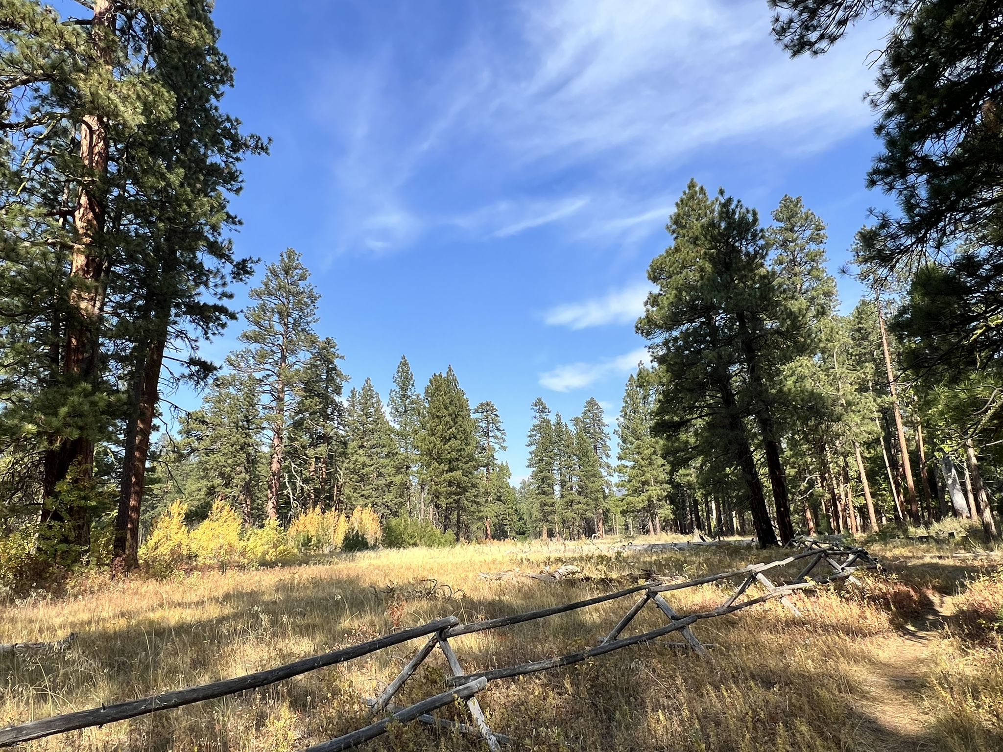 Sunny forest clearing with tall pine trees, dry grass, and a wooden fence. - Sisters Coffee Company – Blazin Saddles Bike Shop loop from Sisters