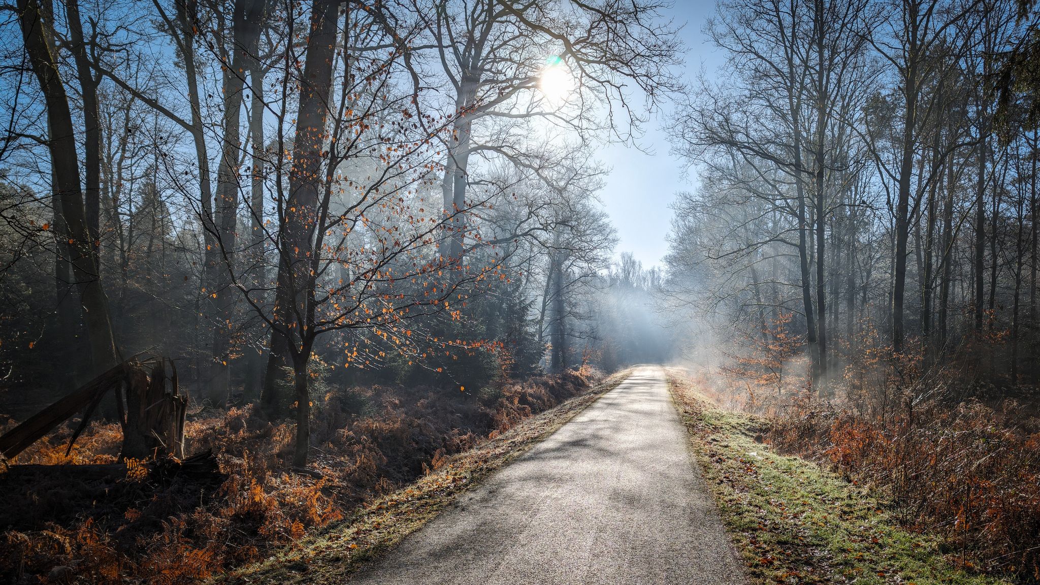 Kurz nach Betschdorf - auf der Route de Betschdorf durch den Wald