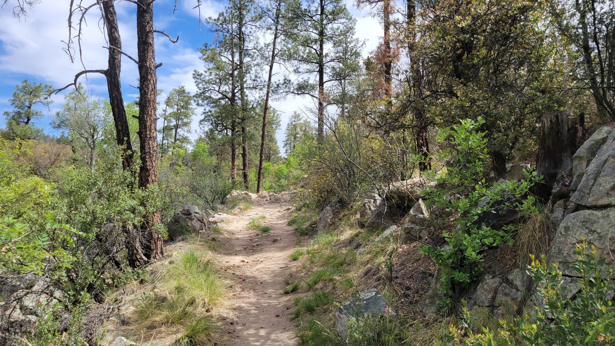 Narrow dirt path winding through a rocky, tree-lined forest. - Downtown Prescott – Thumb Butte Trail loop from Prescott