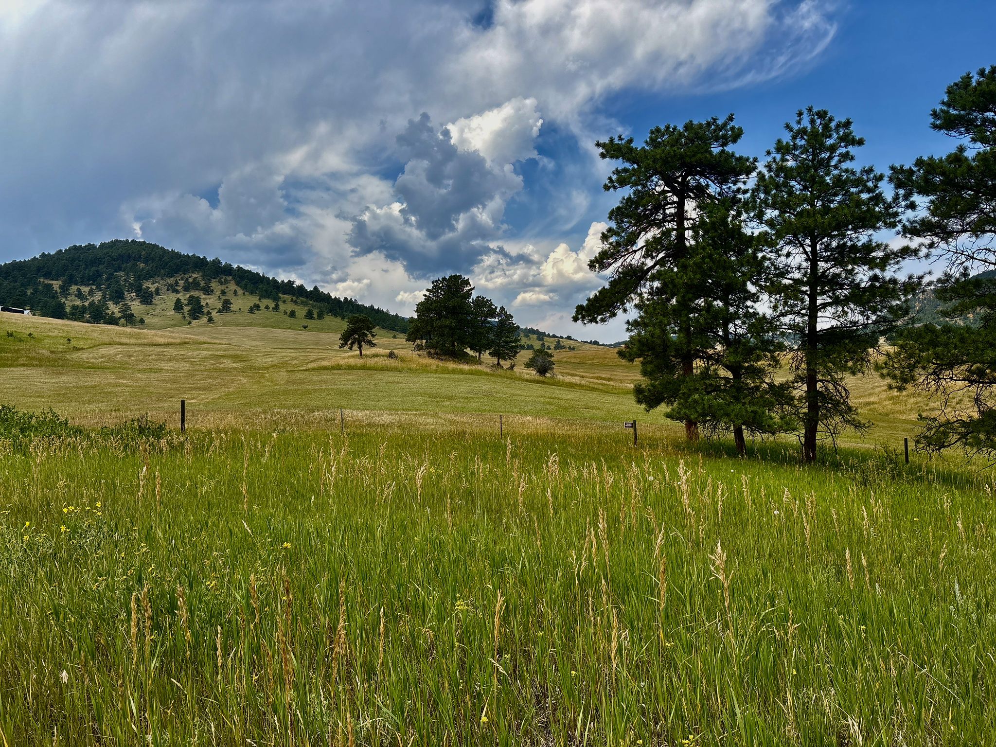 Grassy hills and pine trees under a dramatic cloudy sky. - White Ranch Open Space Outside Loop