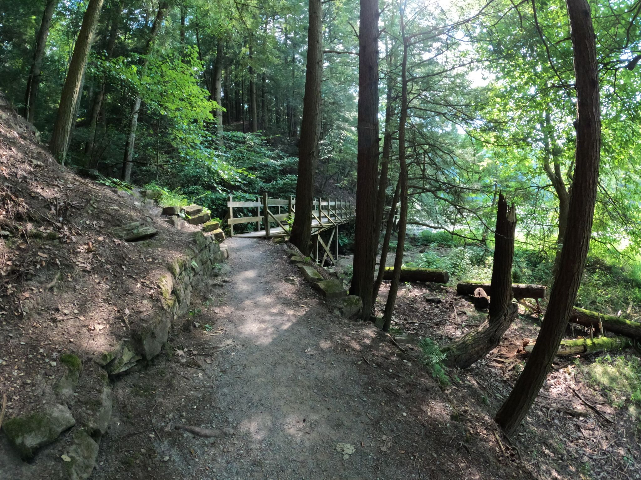 A dirt path winding through a dense green forest towards a wooden bridge. - Lake Cohasset – Pioneer Pavilion loop from Mill Creek Park