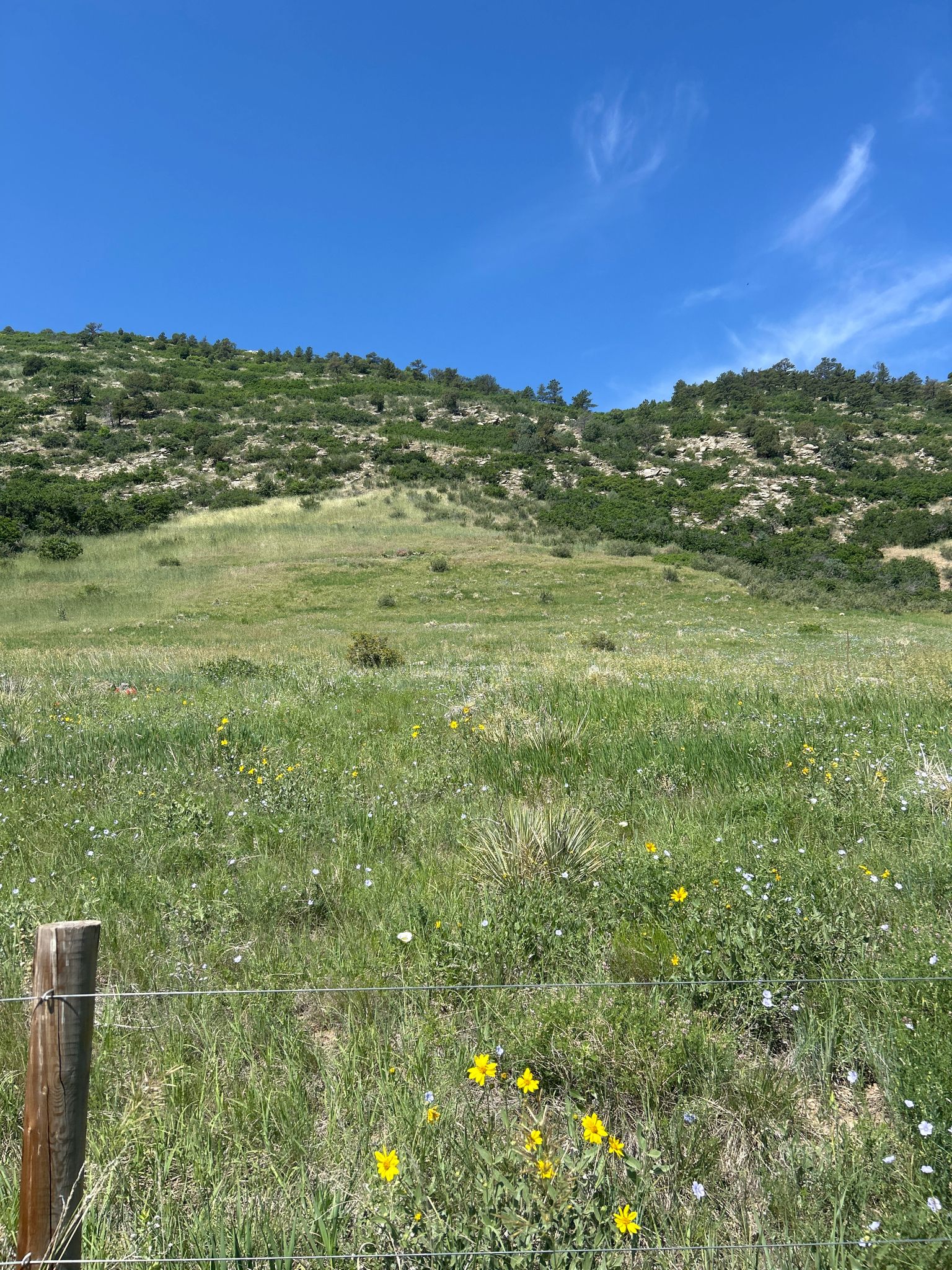 A vibrant green hillside with wildflowers and a fence post under a clear blue sky. - Hildebrand Ranch Park – Black Bear Trail  Trailhead loop from Hildebrand Ranch Park