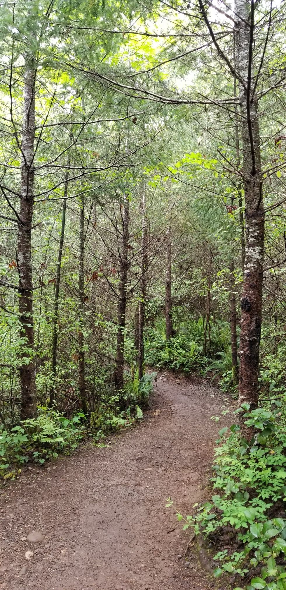 A winding dirt path through a lush, green, sunlit forest. - Tahuya Lake loop from Wildcat Lake