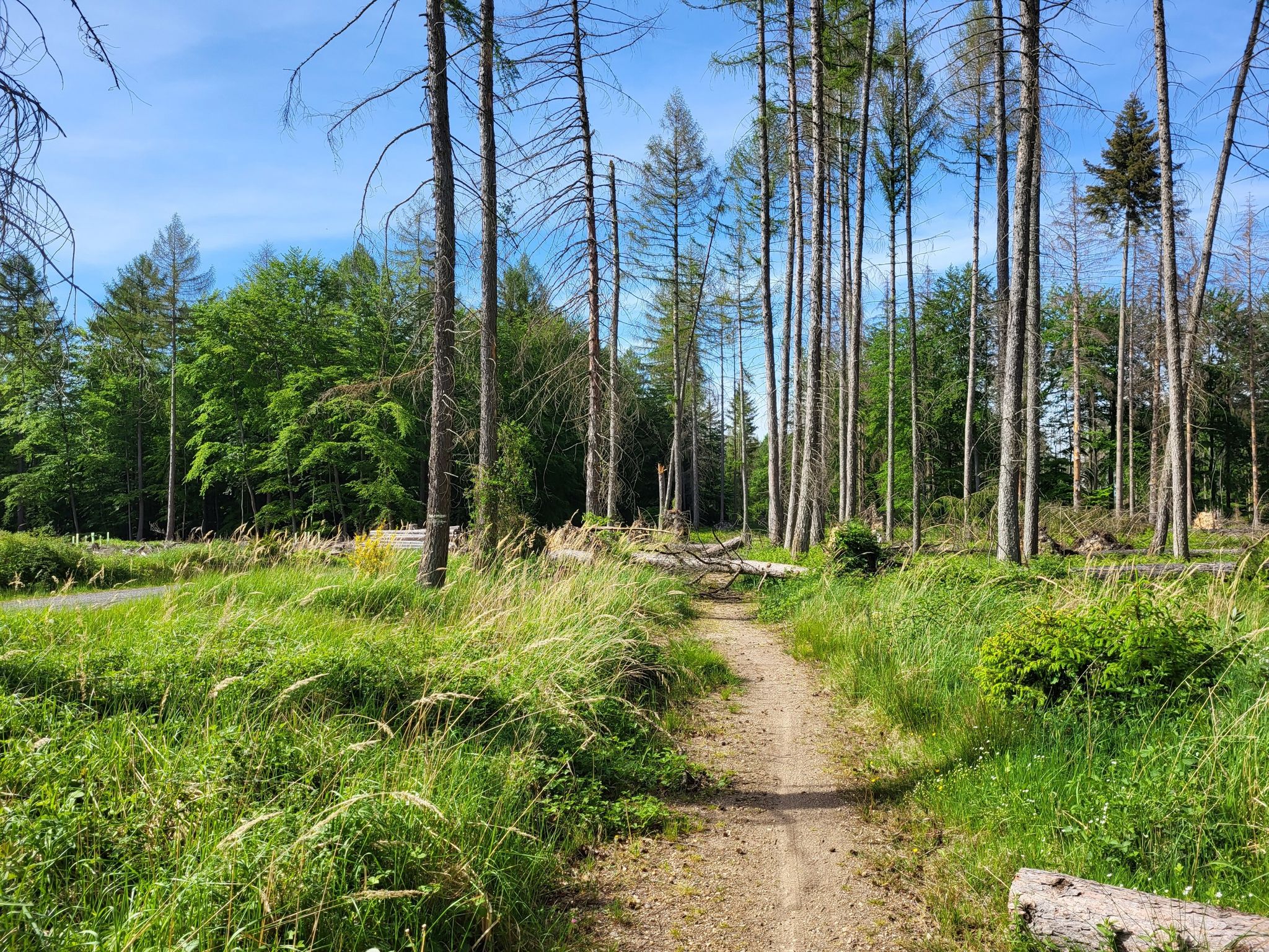 viele umgestürzte Bäume auf dem Stellweg! (Mai 2022)
