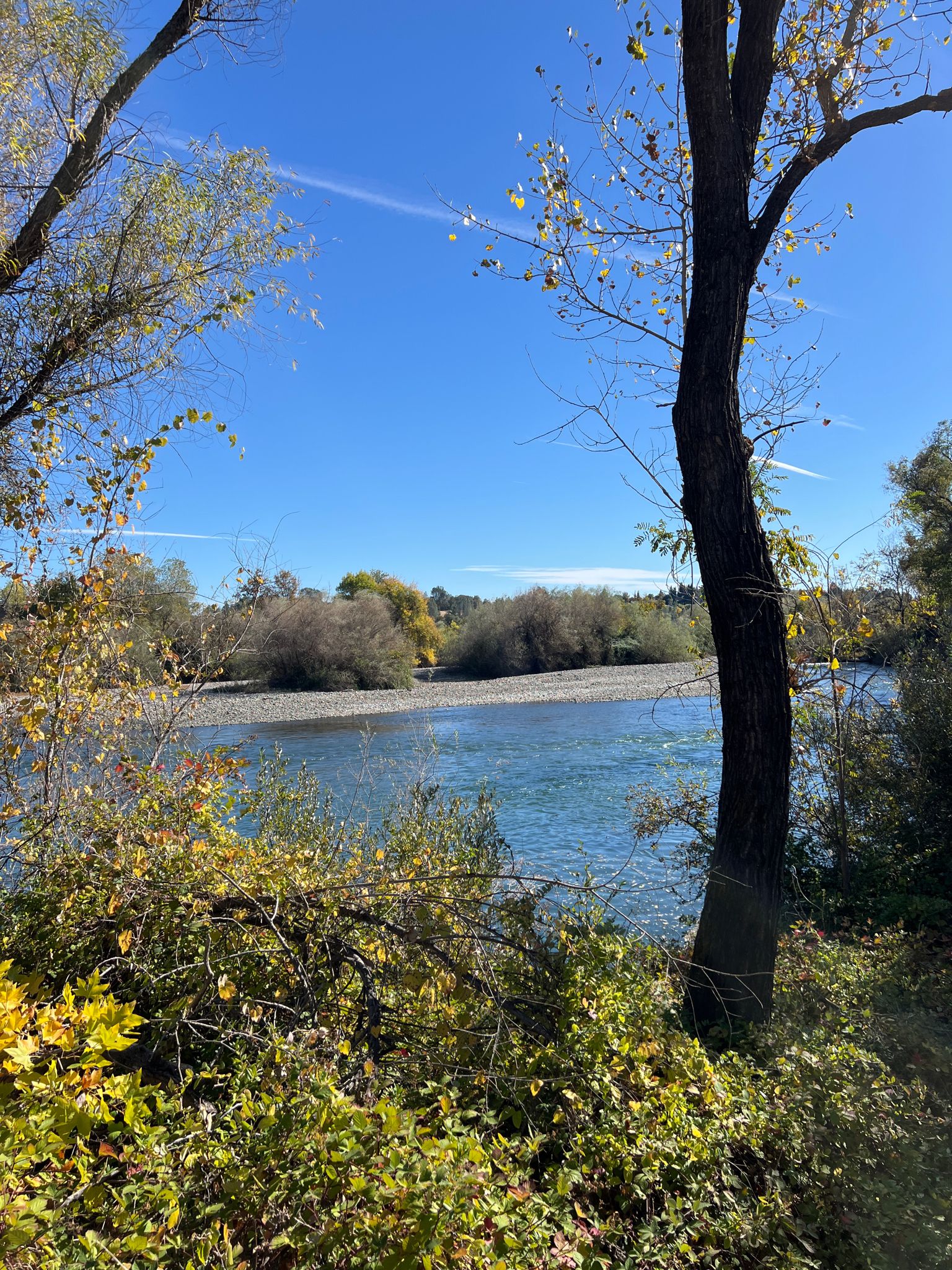 Bright sunny day over a clear river with lush autumn foliage. - Ribbon Bridge – Sundial Bridge loop from Pilgrim Congregational Church