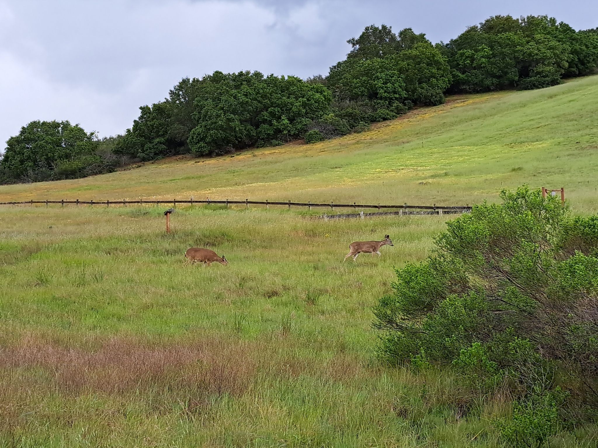Two deer graze in a green, grassy field under a cloudy sky. - Dream trail loop from Edgewood Park and Nature Preserve