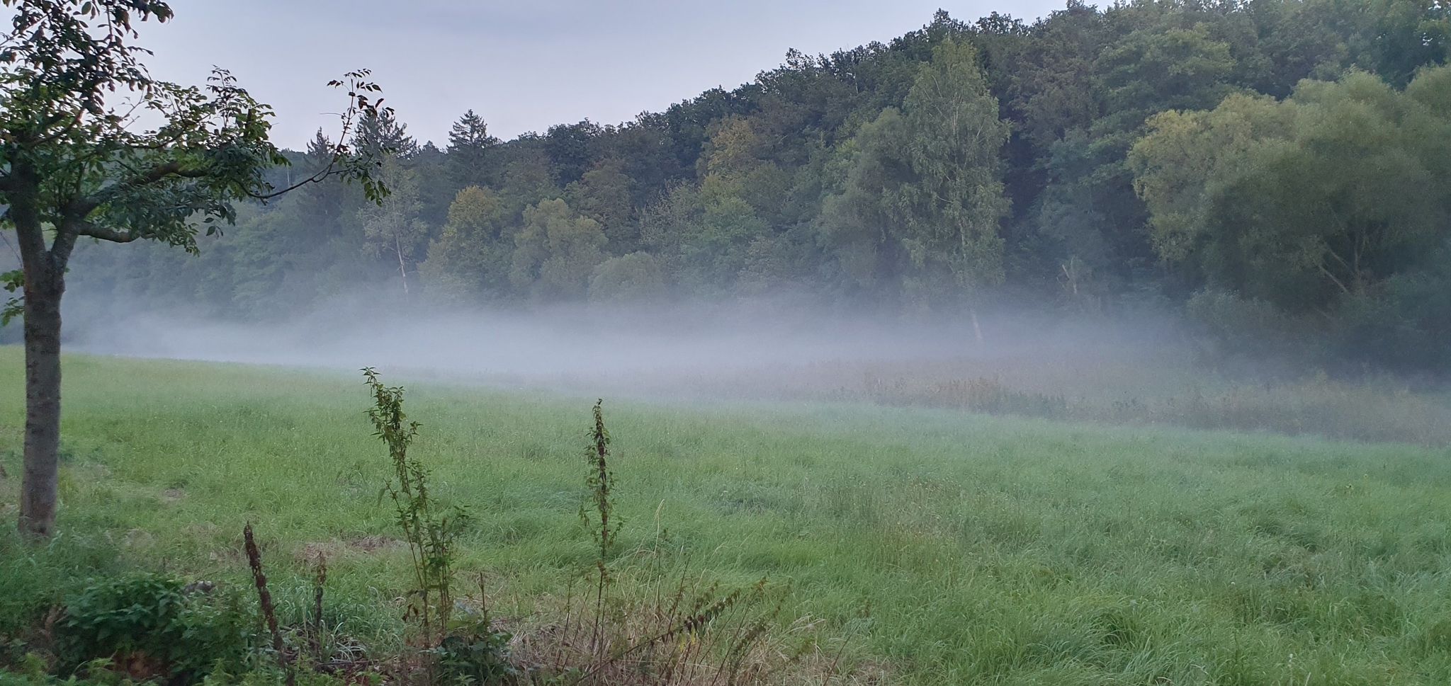 Wieczorem budzi się mgła - Siedmica