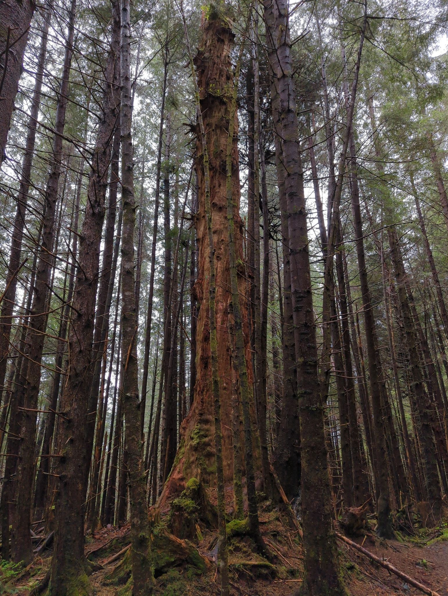 A towering, mossy tree stands among many tall trees in a dim forest. - Kaelke Pond loop from Sitka