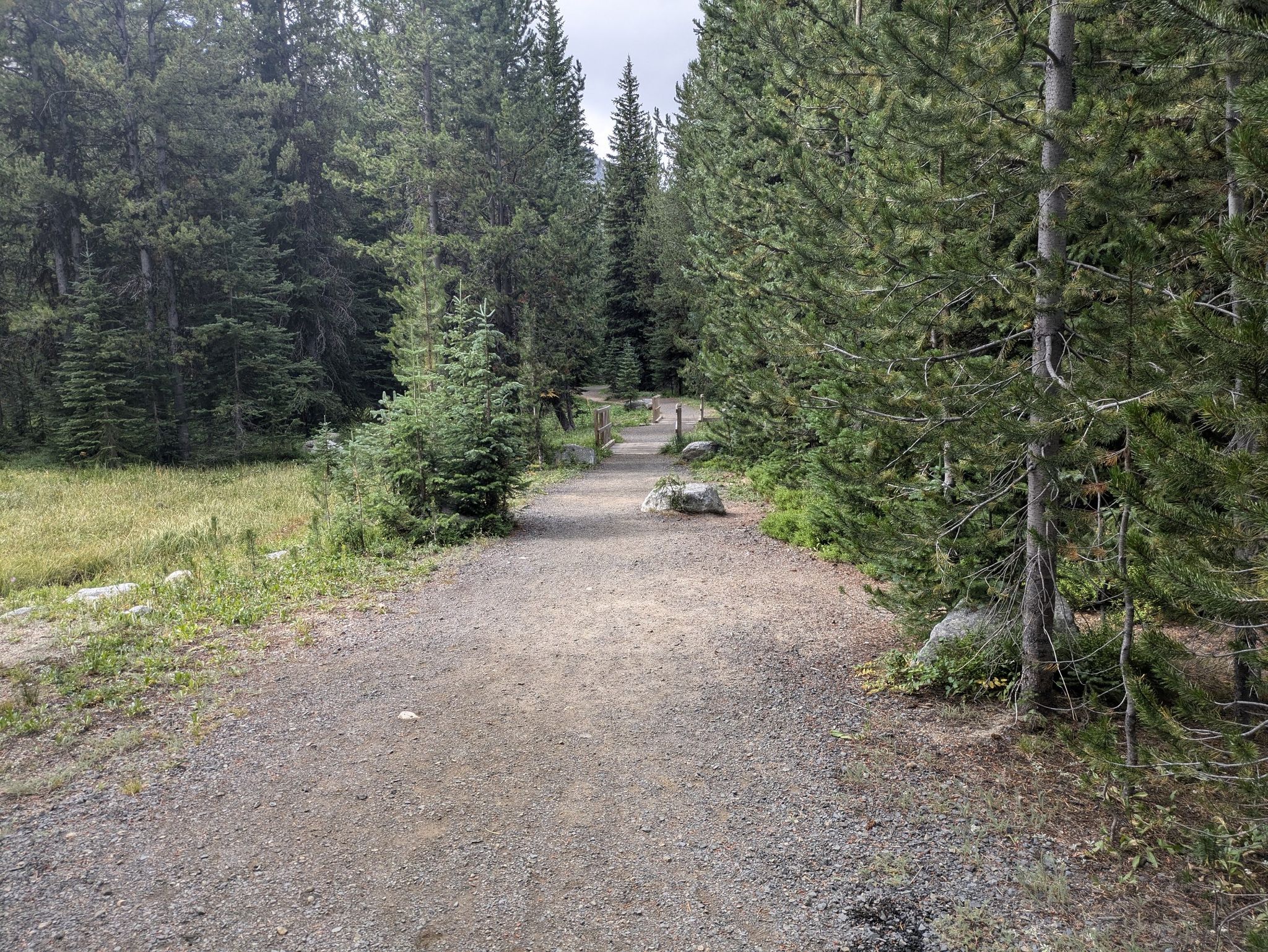 Gravel path winding through a dense pine forest with grassy clearings. - Anthony Lake Shoreline Trail