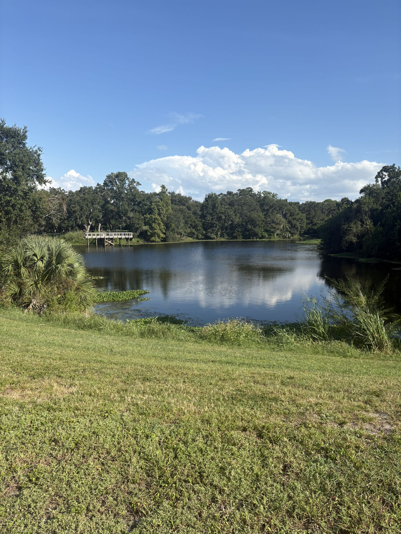 Calm lake with a distant dock, surrounded by lush green trees under blue sky. - Cliff Stephens Park – Live Oak Tree in Kapok Park loop from Ruth Eckerd Hall