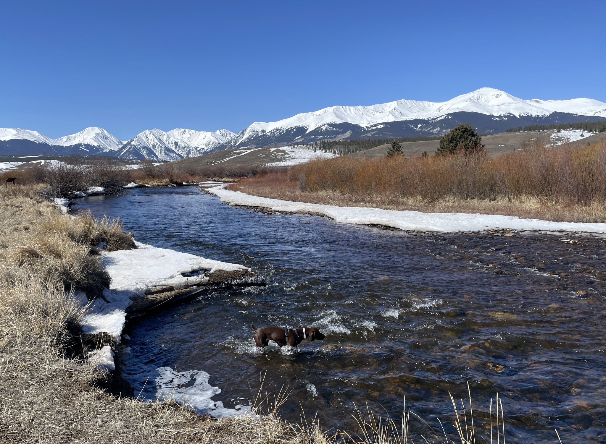 A dog wades in a clear river with snowy mountains under a bright sky. - Hayden Meadows loop