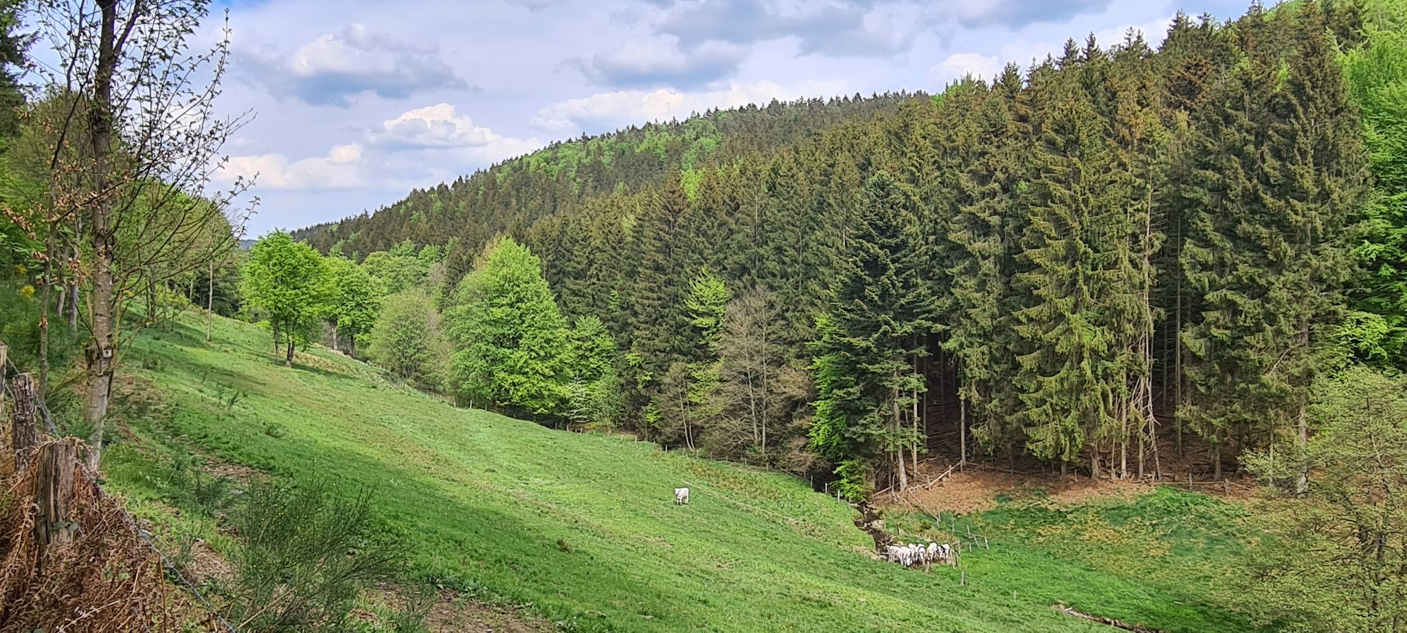 Weidelandschaft Holderbach