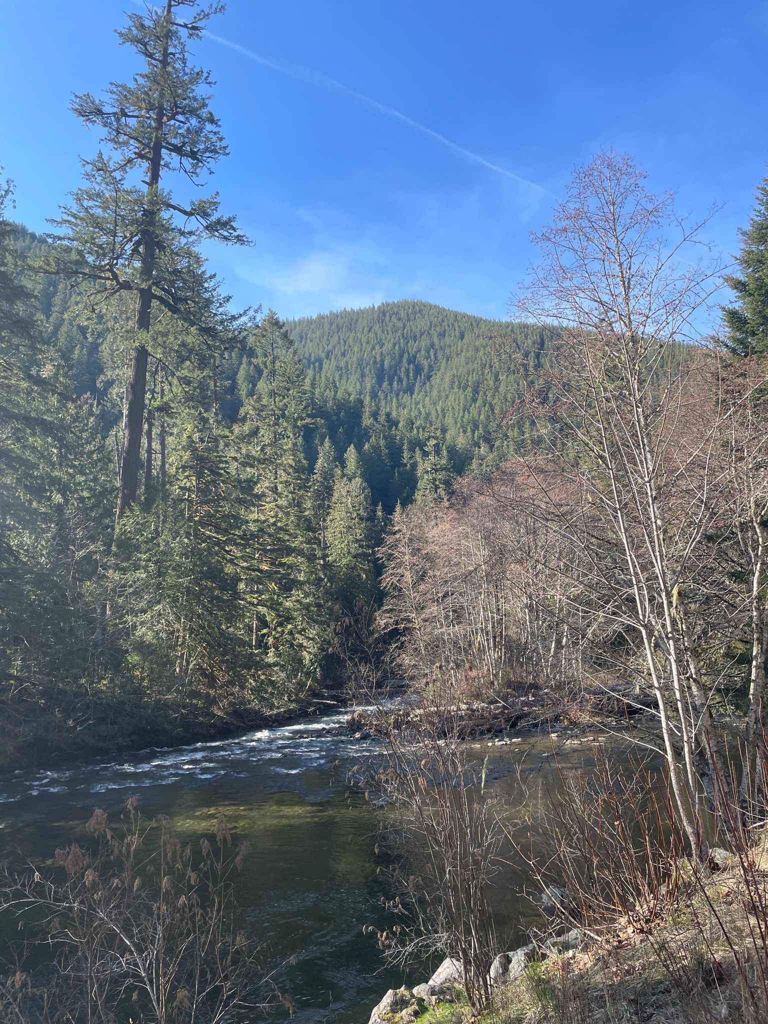 Sunny river flows through a dense forest with a distant mountain. - Old Salmon River Trail