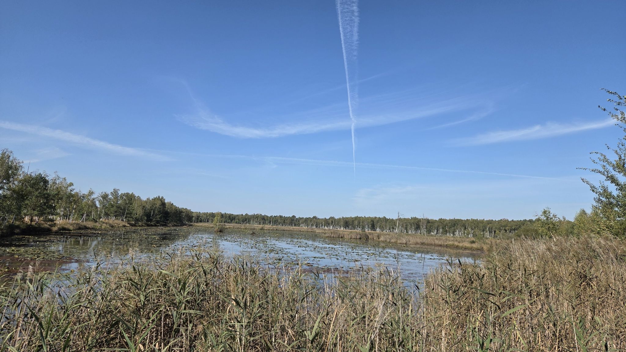 Blick von der Moorplattform