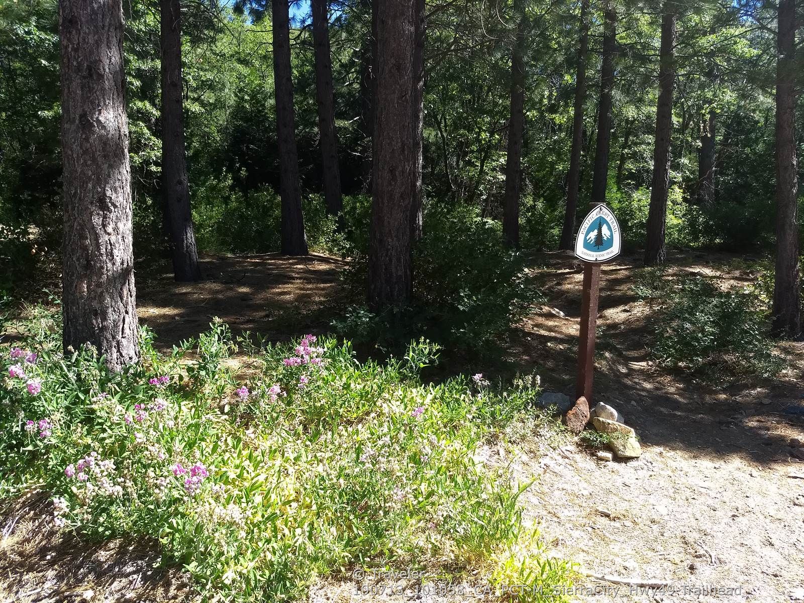 A trail marker next to purple wildflowers on a sunny forest path. - Sierra City & Sierra Buttes Scenic Overlook from Downieville