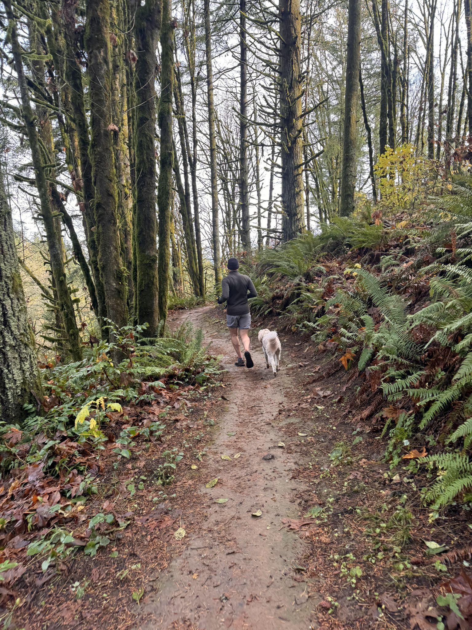A person runs with a white dog on a muddy forest path. - Wildwood Trail – Firelane 5 Road loop from Forest Park