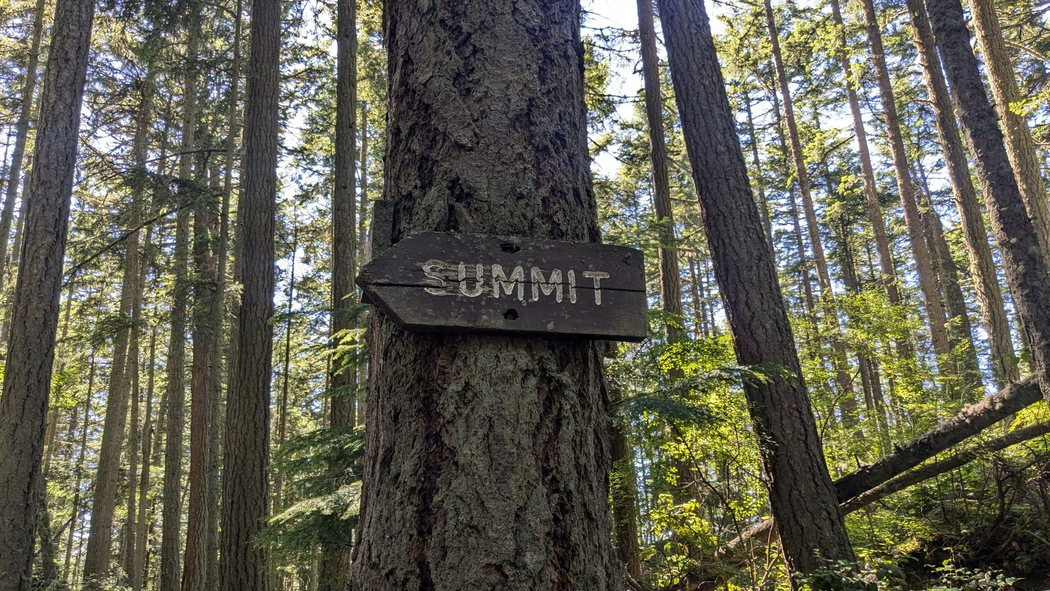 Wooden "SUMMIT" sign on a tree trunk in a sun-dappled evergreen forest. - Erie Mountain Via Whistle Lake Trail
