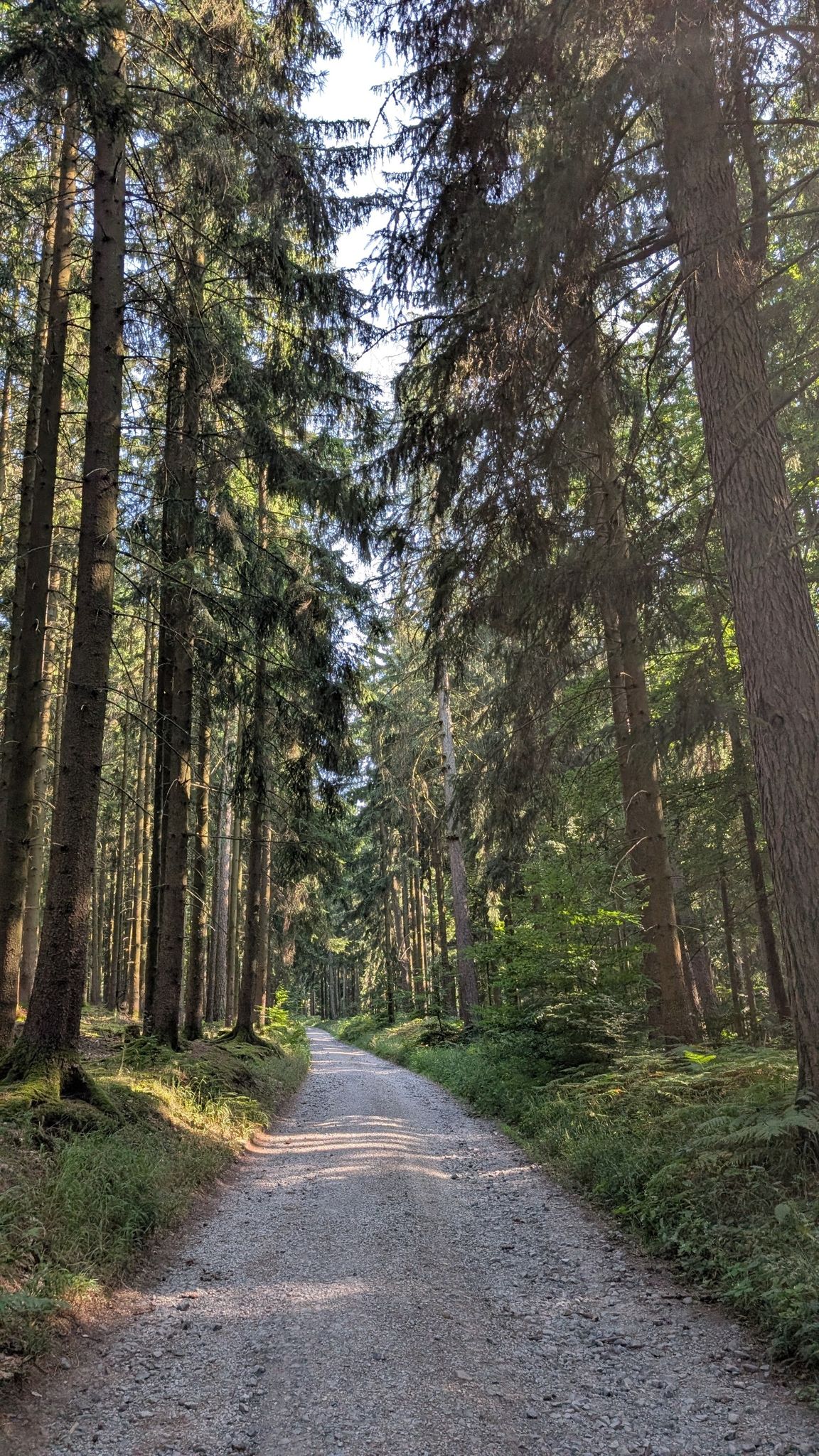 schöner Nadelwald