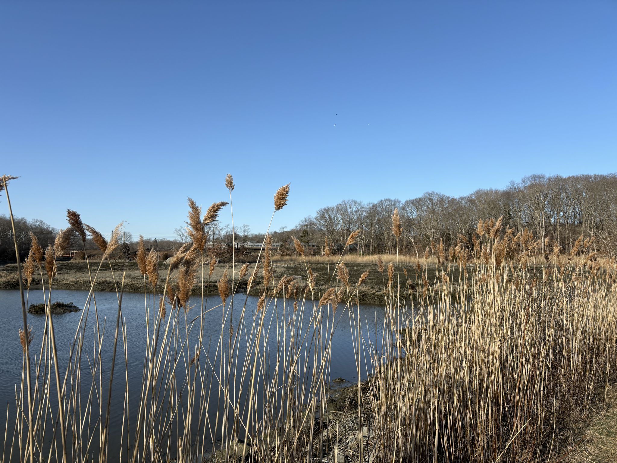 Sunny view of a pond with tall dry reeds and distant bare trees. - Hoadley Creek Preserve loop from Hoadley Creek