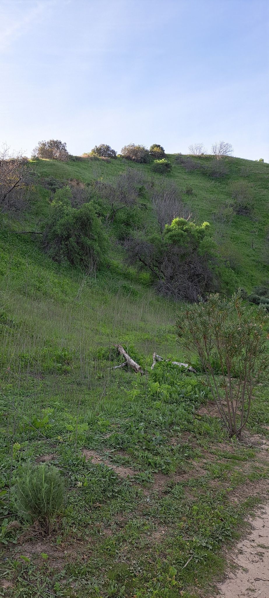 A lush green hillside with scattered shrubs and fallen logs under a bright sky. - Carbon Canyon Nature and Redwood Trail Loop