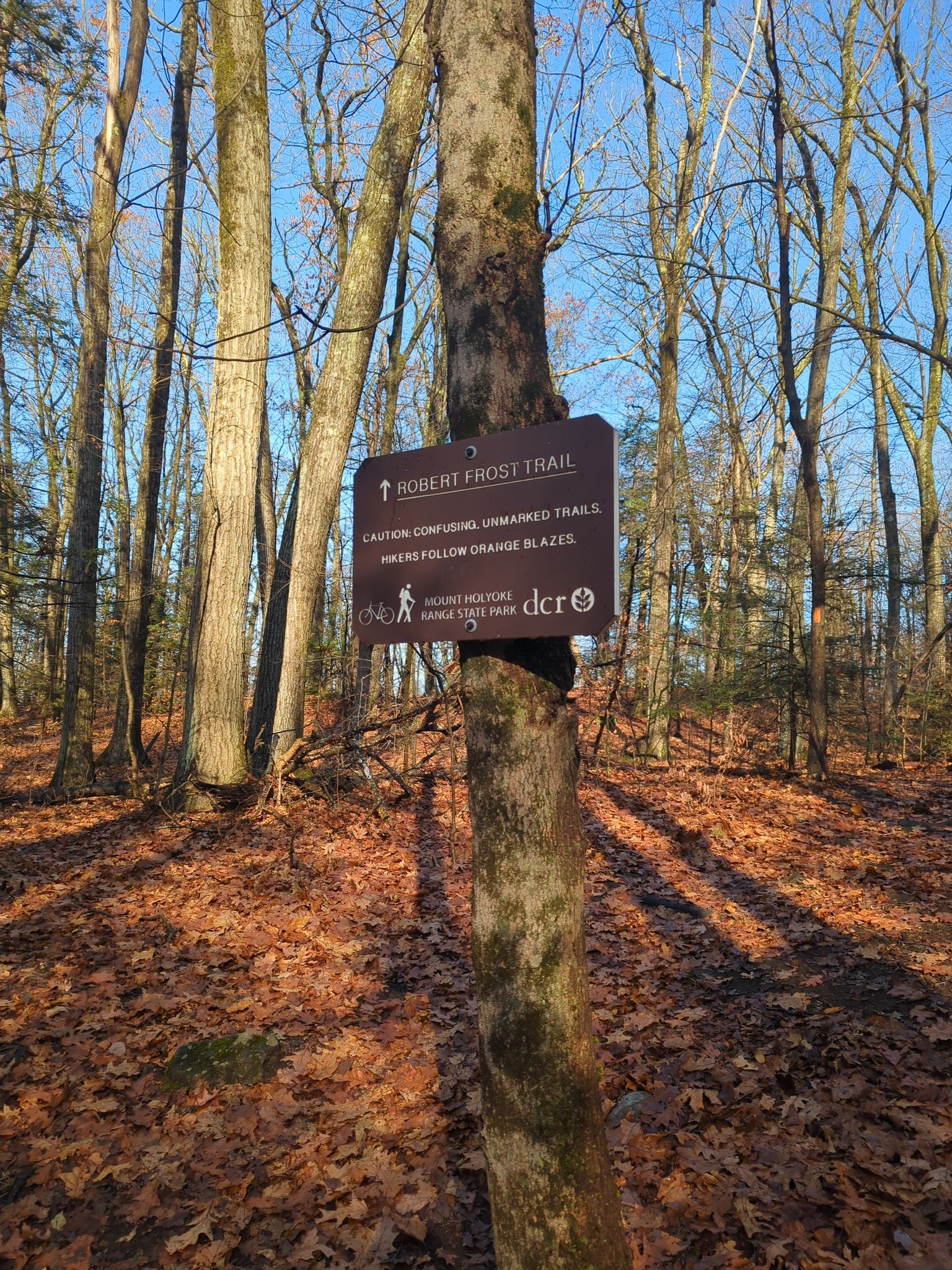Trail sign on a tree in a sunlit, leaf-covered forest. - Mt. Bare, Mt. Hitchcock, Triple B Trail