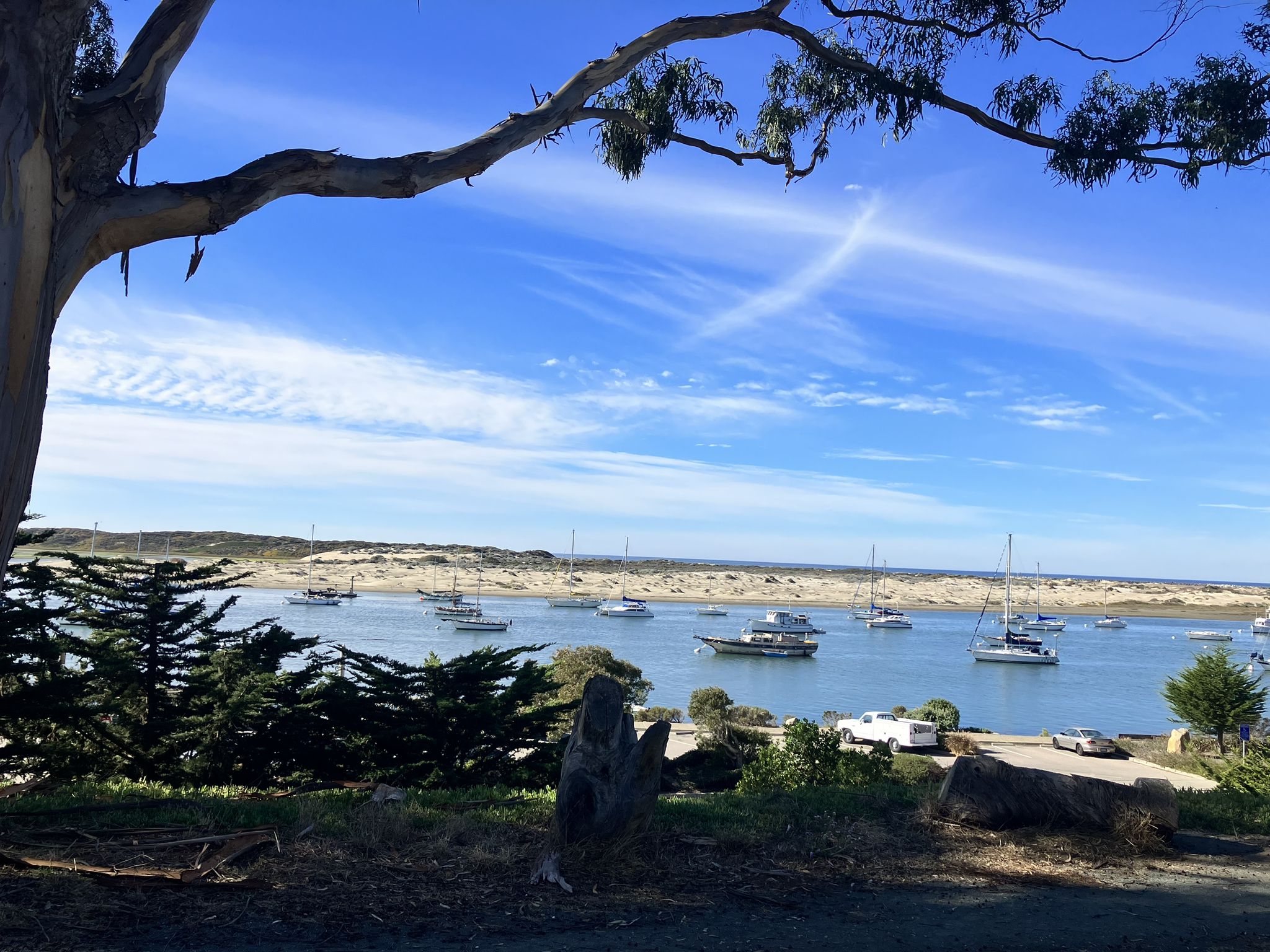 Bright bay with numerous boats, framed by a tree and distant sandy hills. - Tidelands Trail