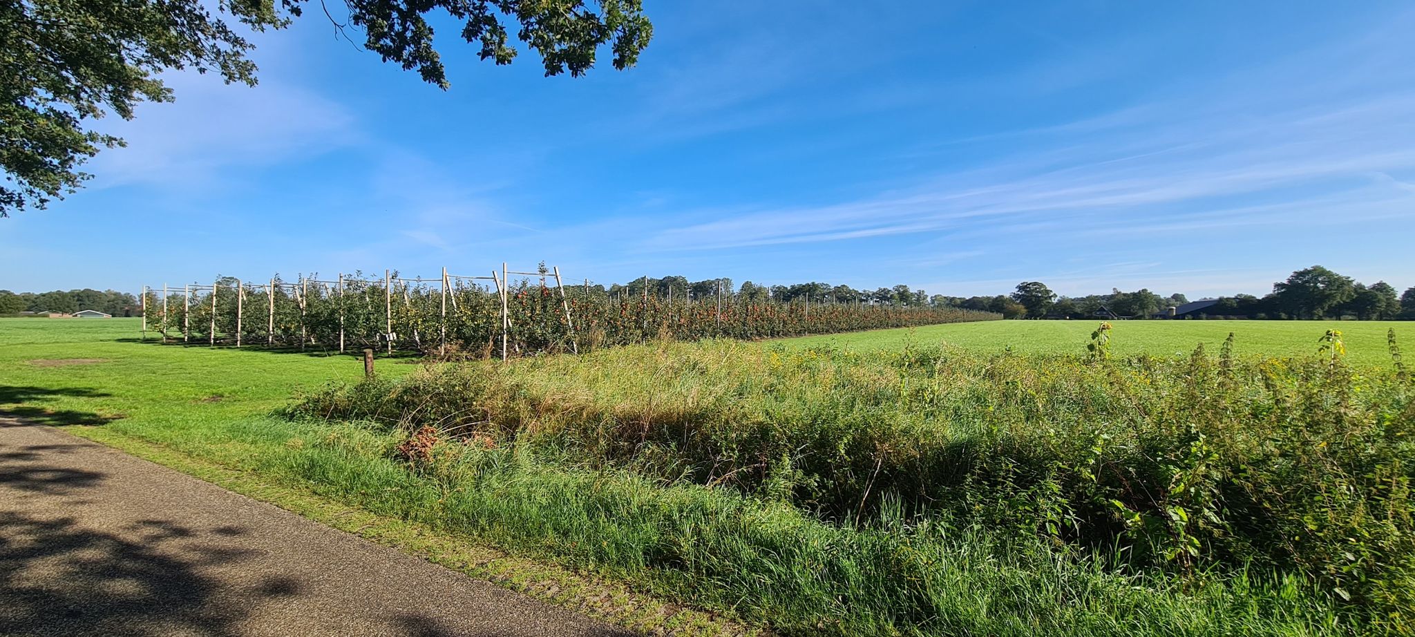 een mooi appelboomgaard van fruitboerderij Oaldbleank