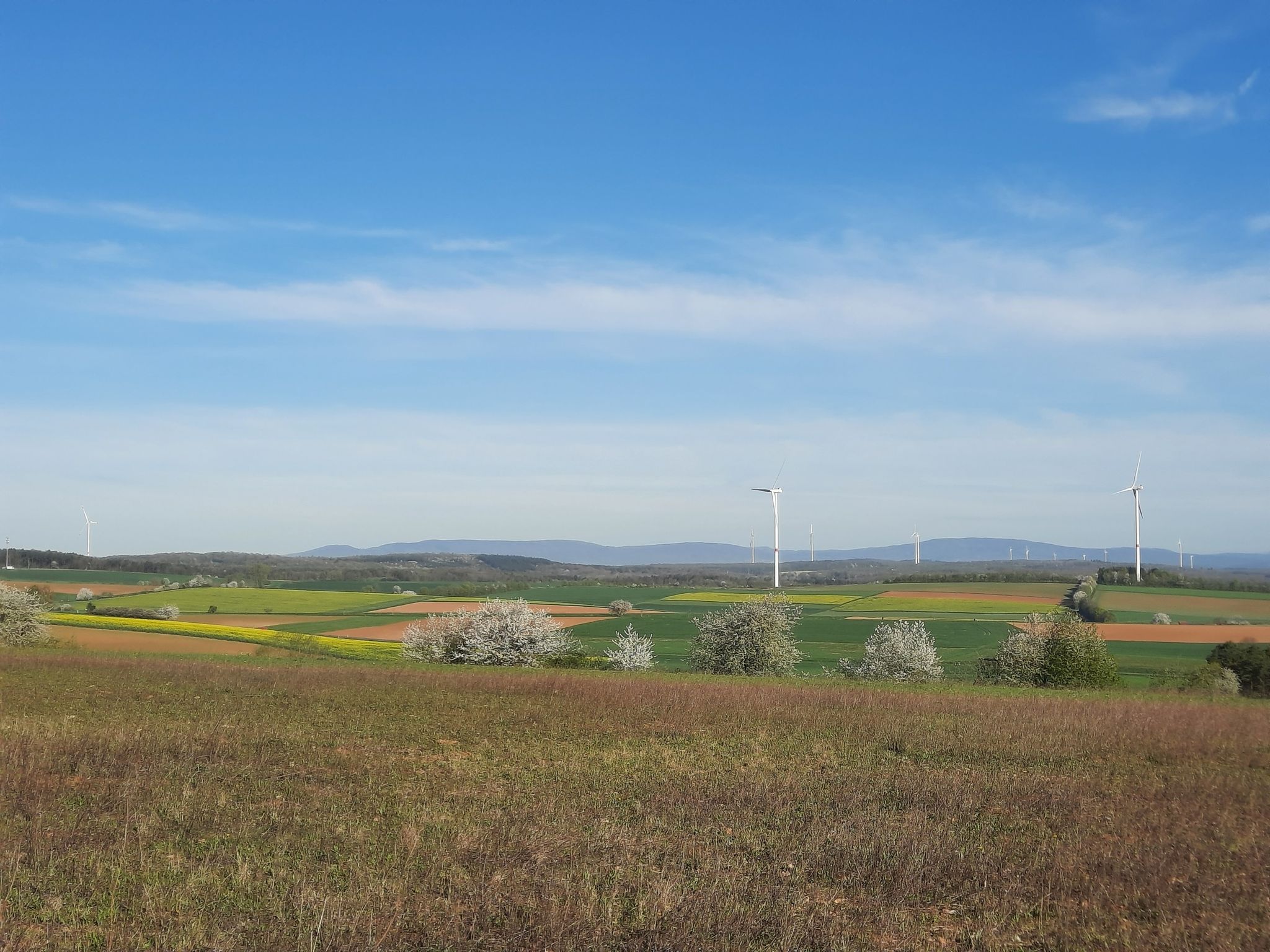 Blick über die blühenden Rapsfelder in die Rhöner Bergwelt