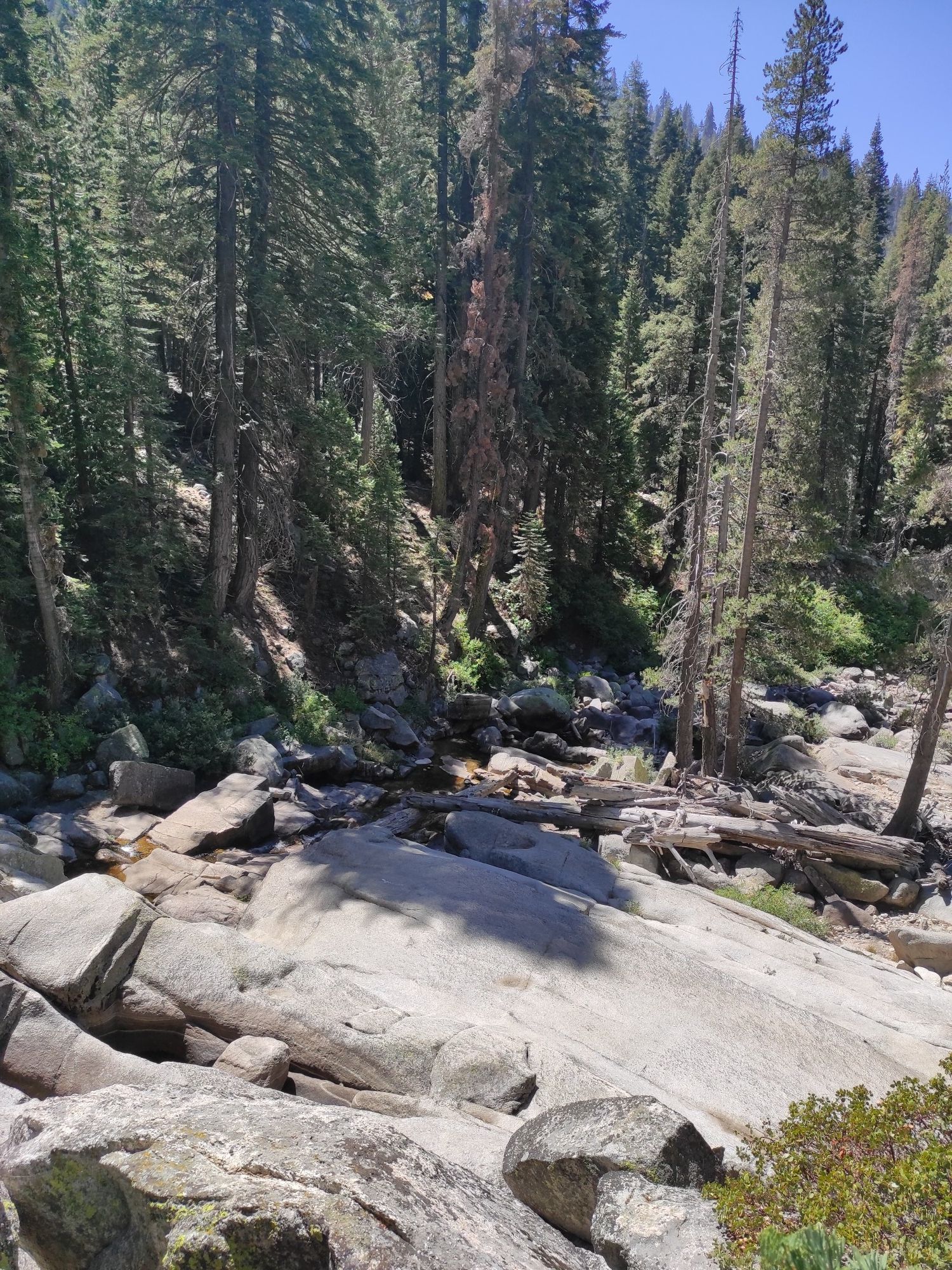 Rocky riverbed with a small stream, surrounded by tall pine trees. - Tokopah Falls Trail