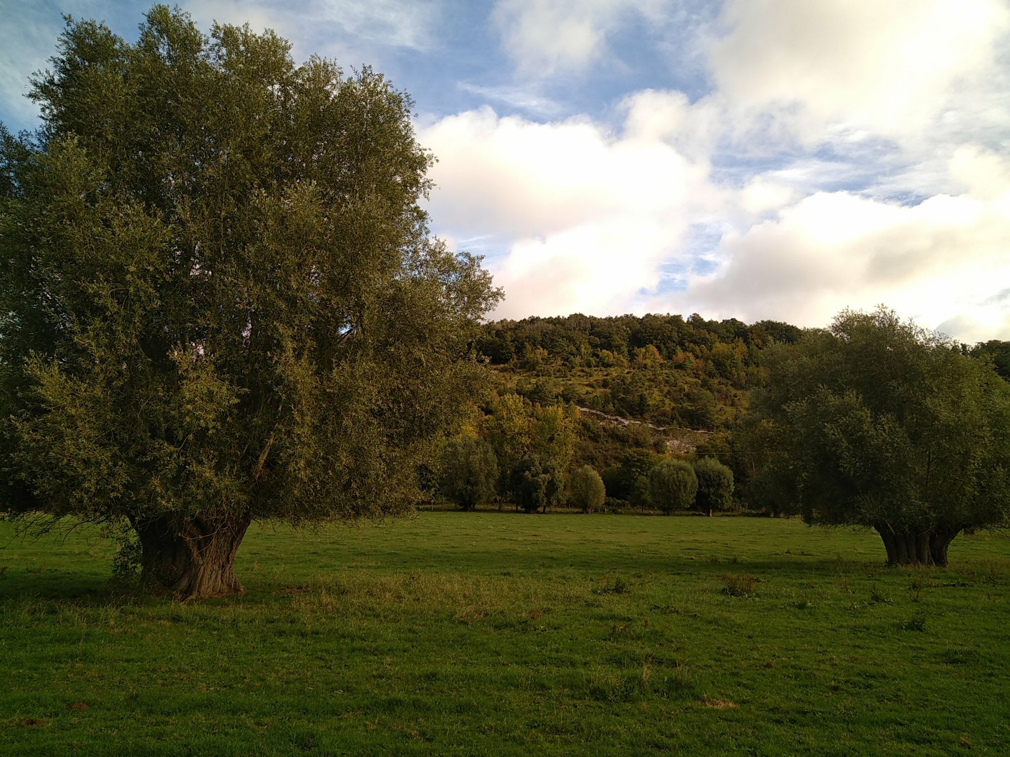 Saules blancs taillés en têtards et fond de vallée du Liger