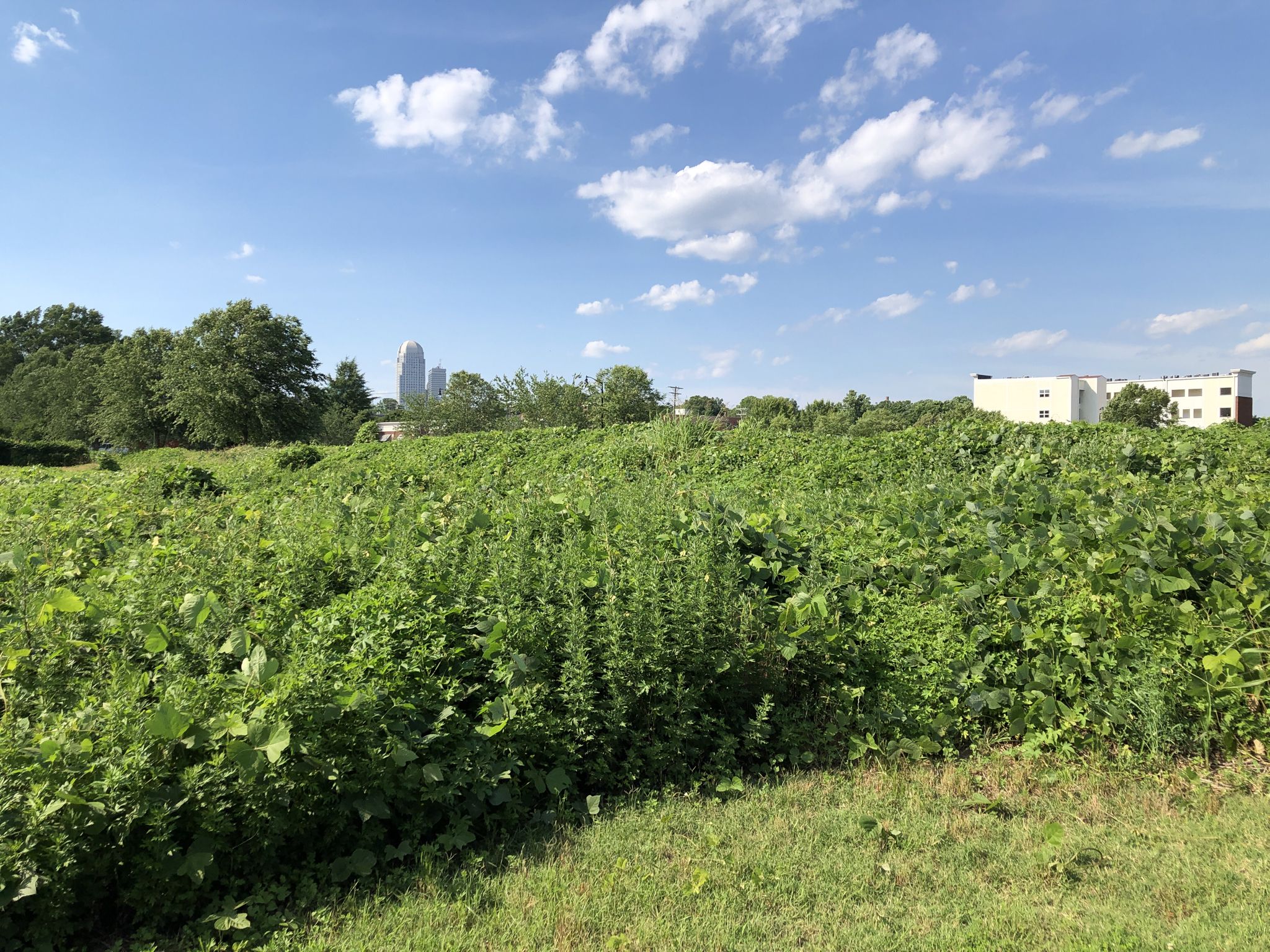 Sunny day over a vast green field with distant city buildings. - Salem Creek Greenway