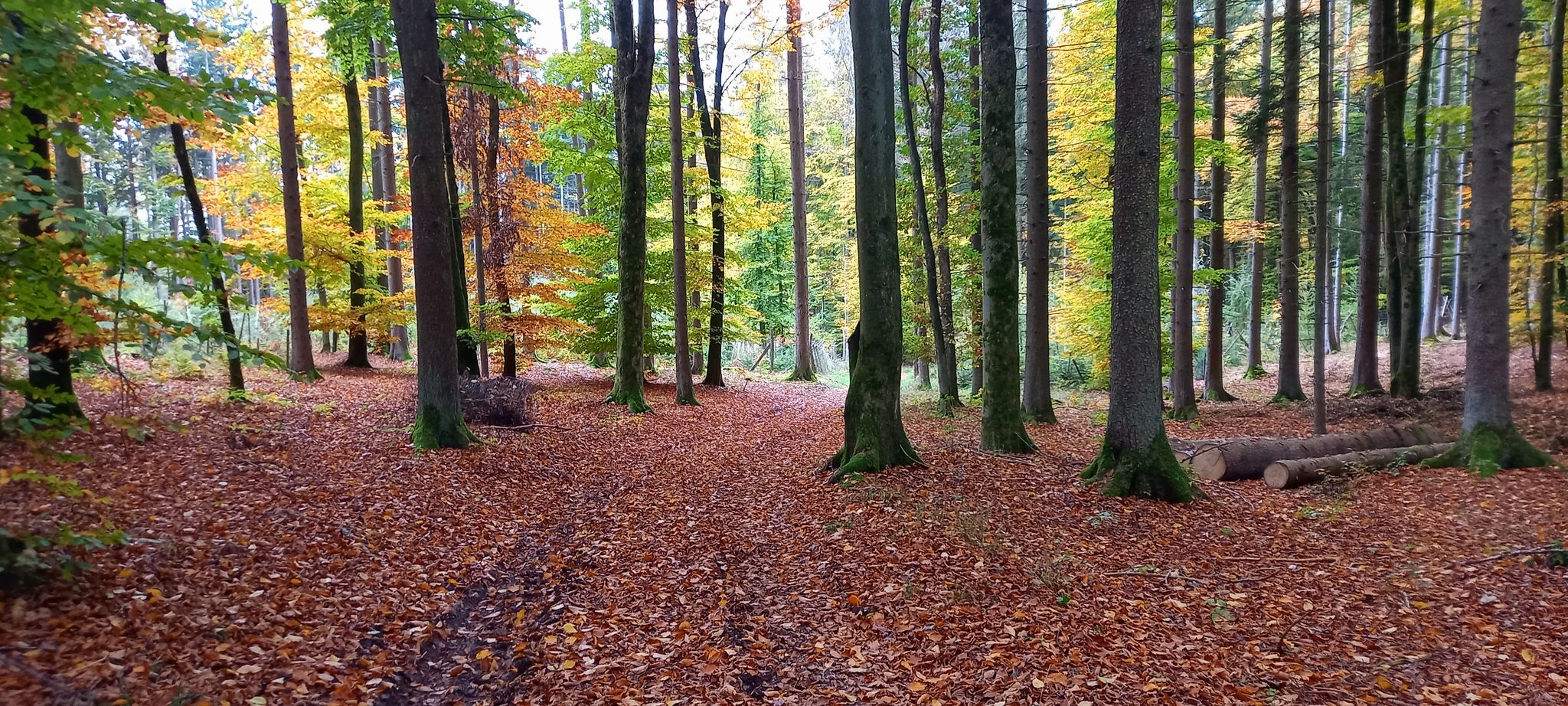 Durch den "Märchenwald" 🧚unterwegs in den Steinbruch