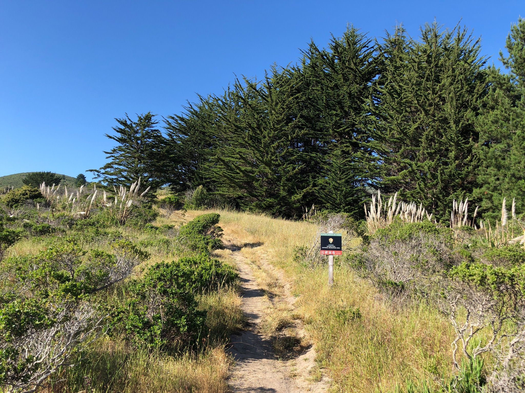 Sunny dirt path winding uphill through dry grass and tall evergreen trees. - Clipper Ridge and French Trail Loop