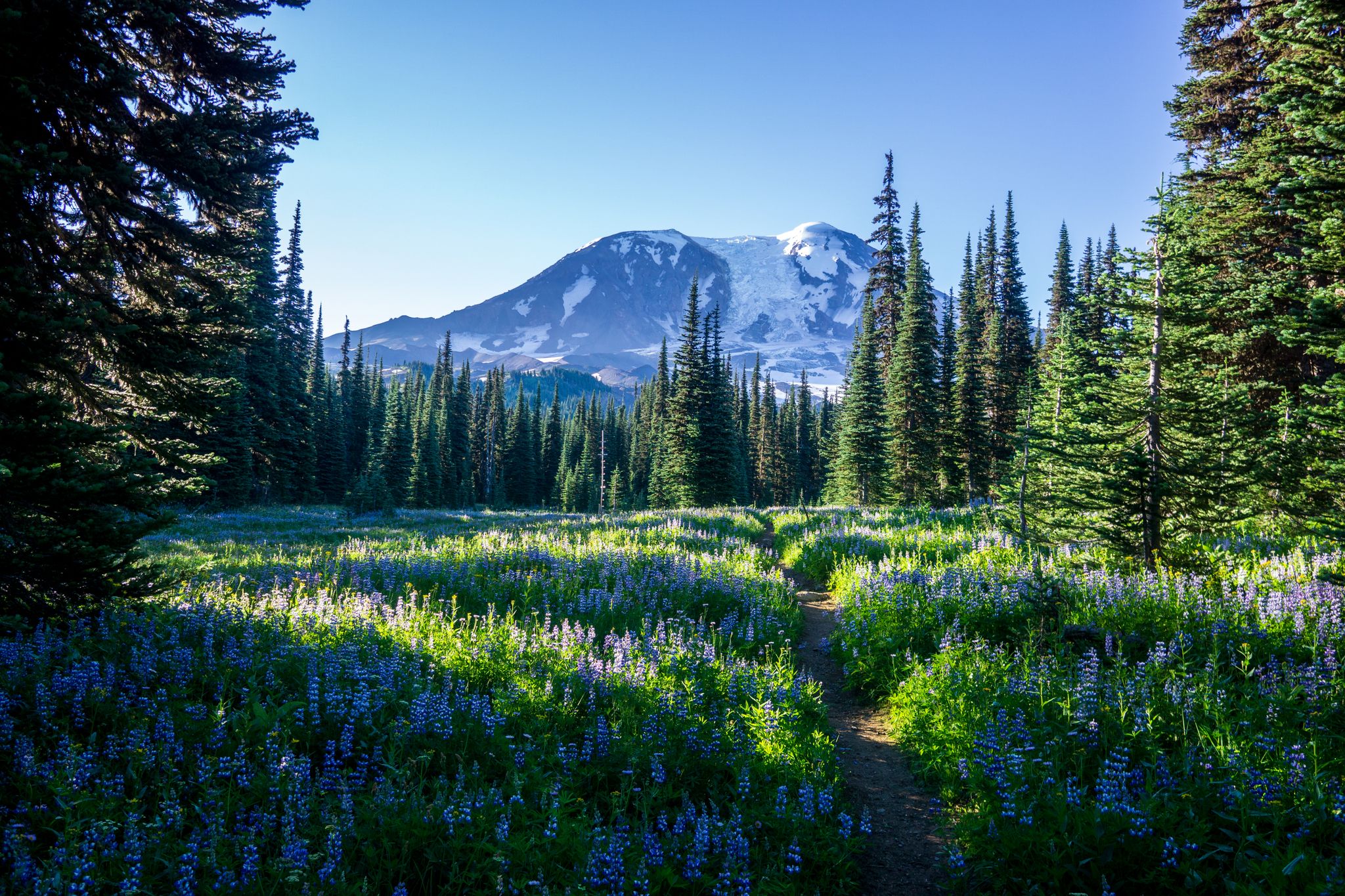 Sunny meadow with purple wildflowers leading to a snow-capped mountain and evergreen forest. - Mount Adams via Divide Camp Trail #112 and PCT
