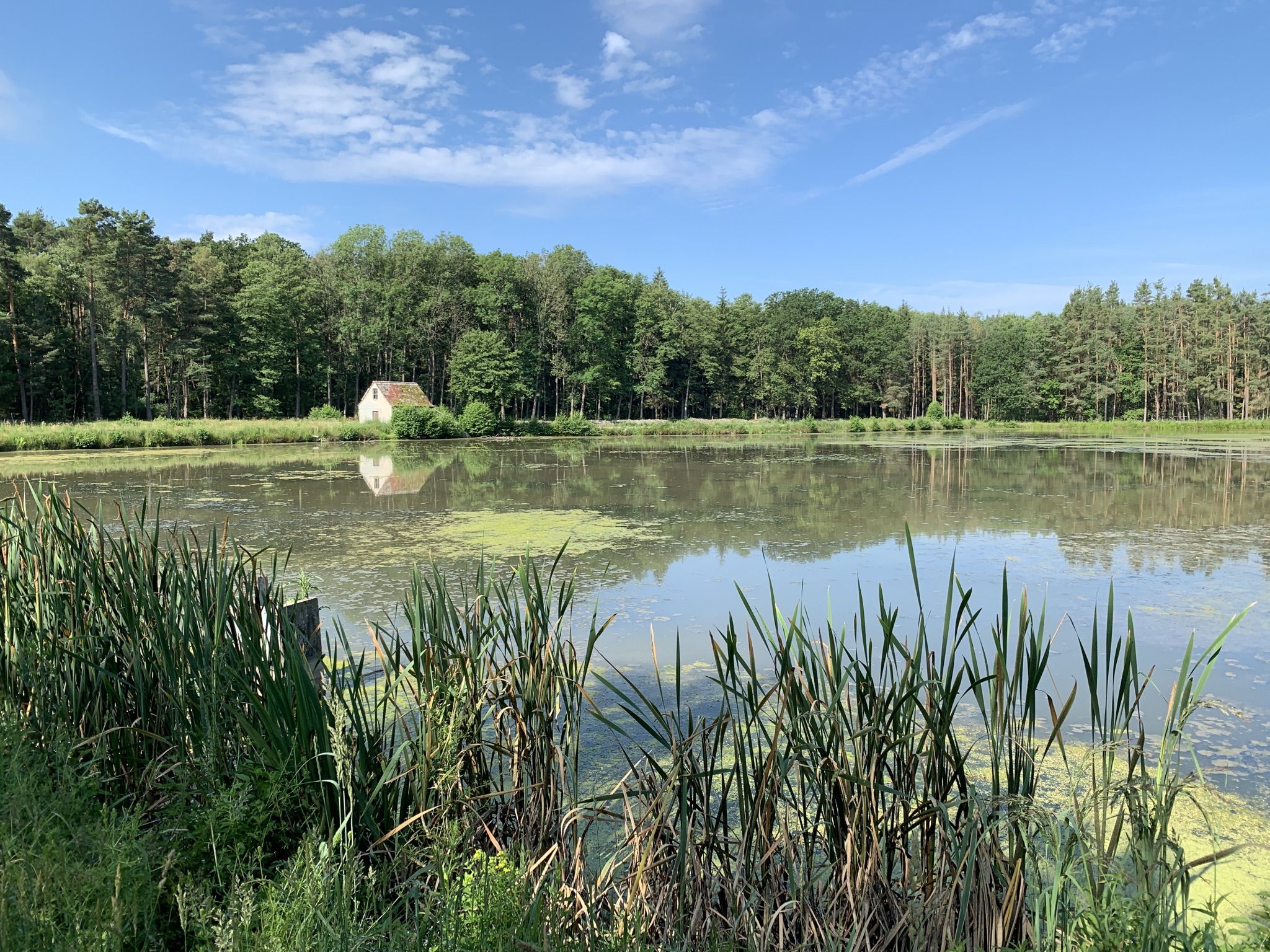 Karpfenweiher