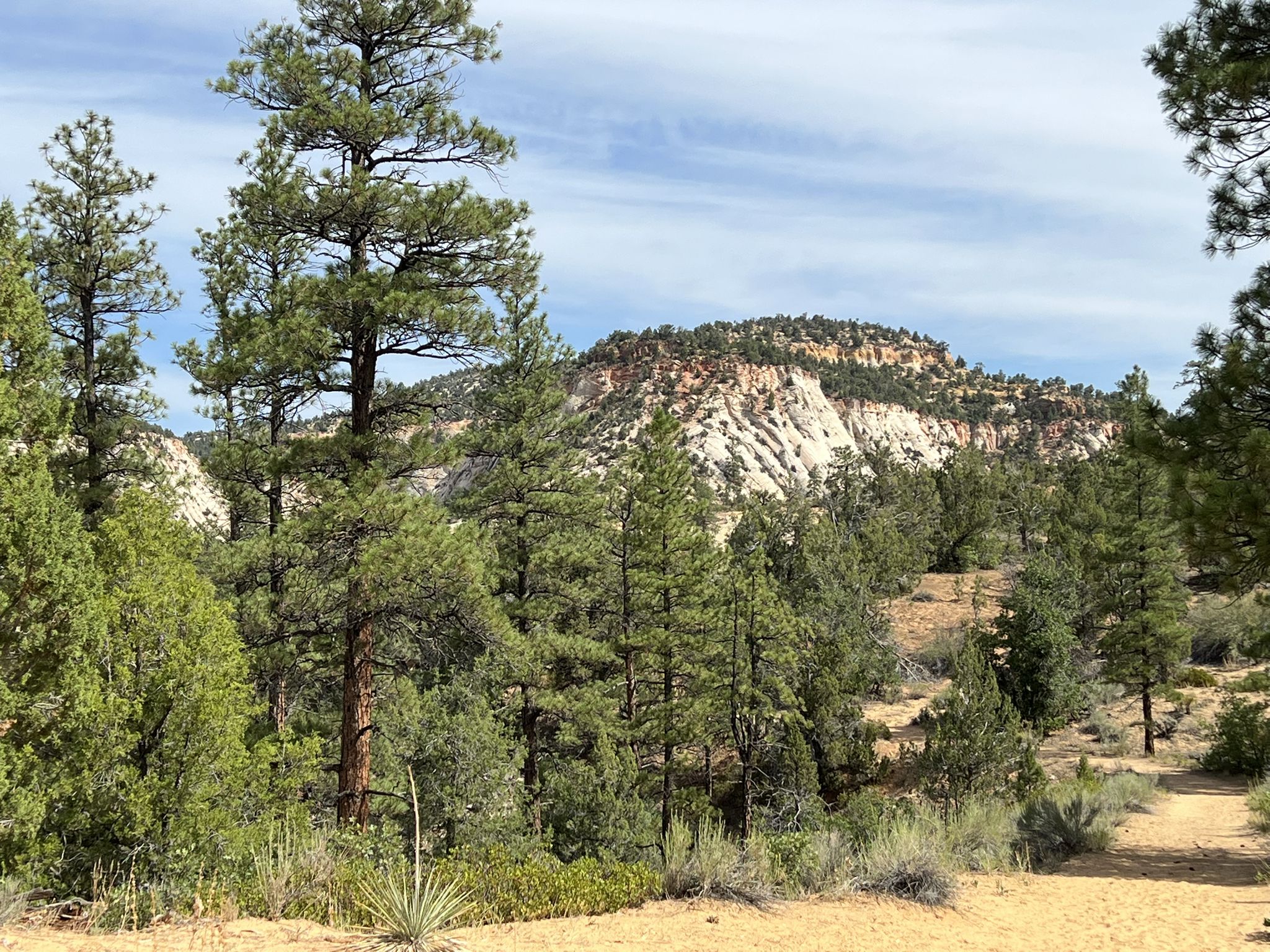 Dense pine forest with a distant, light-colored rocky mountain under a bright sky. - East Rim Trail to Overlook