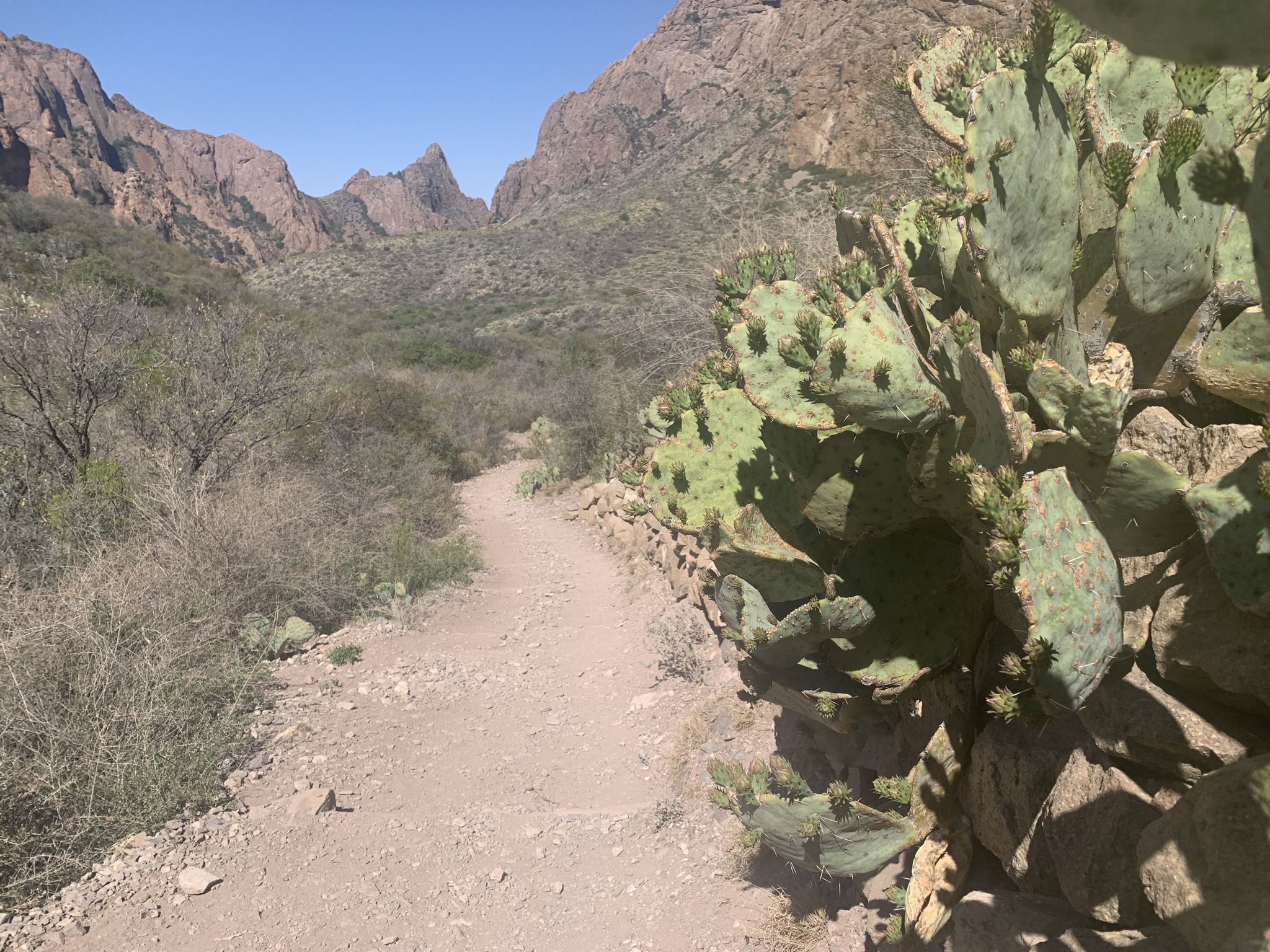Dirt trail next to large prickly pear cactus, leading into a mountain valley. - The Window Pour-off Viewpoint – The Window loop from Casa Grande Peak