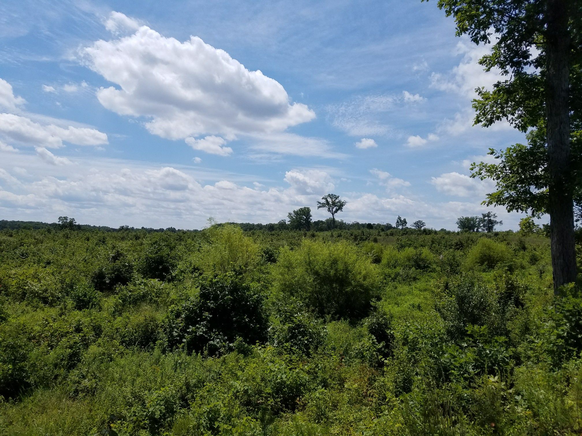 Expansive green field with dense bushes under a bright, partly cloudy sky. - Brawner Farm Loop Trail