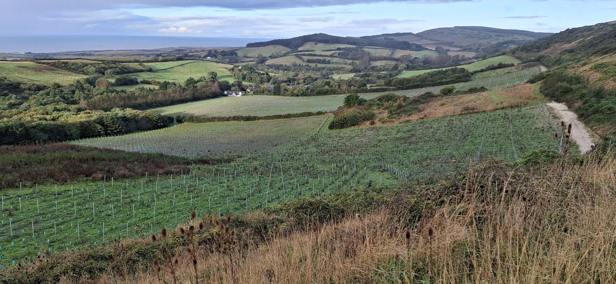 View across Brighstone Vineyard