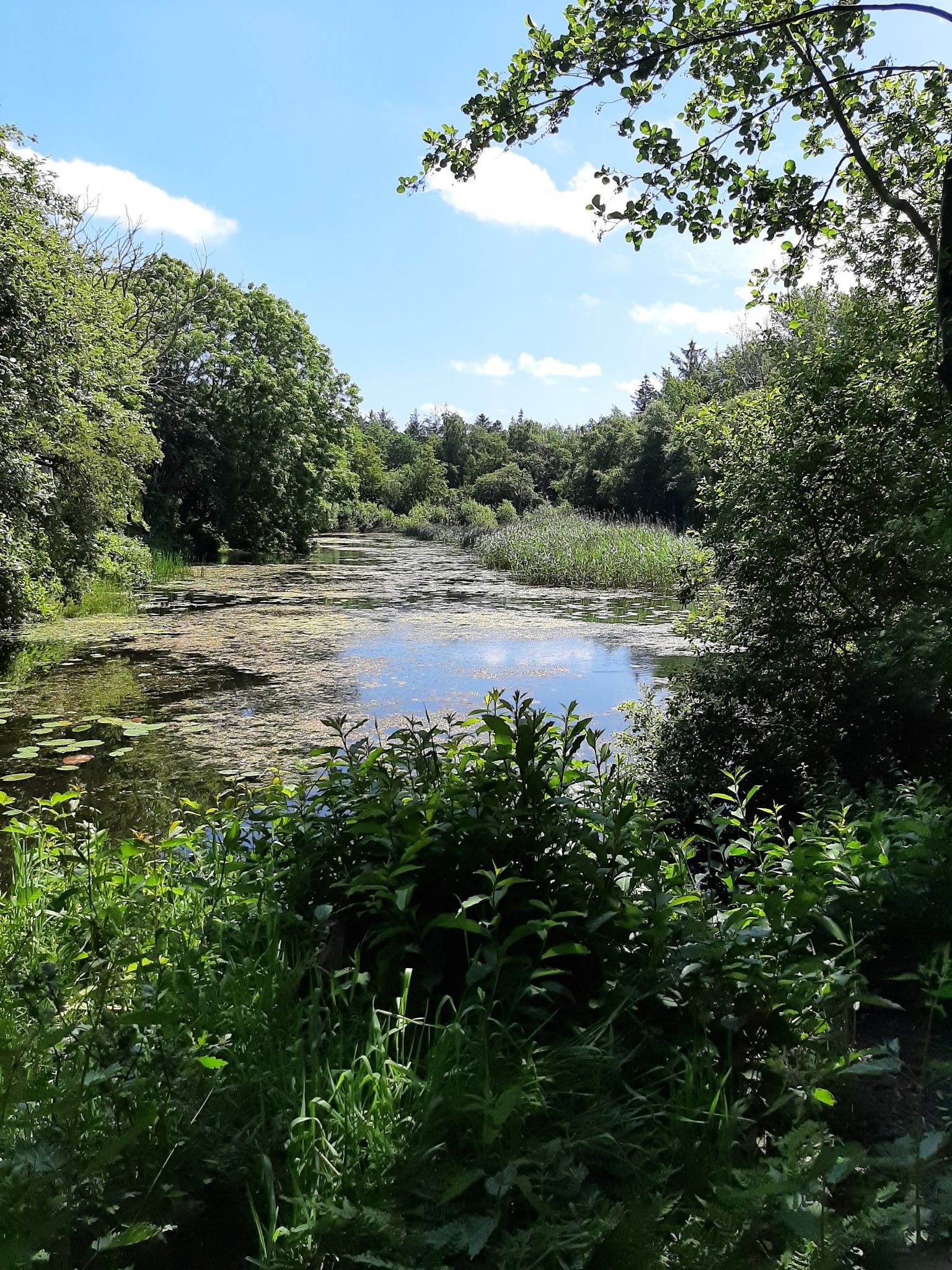 kleiner Teich