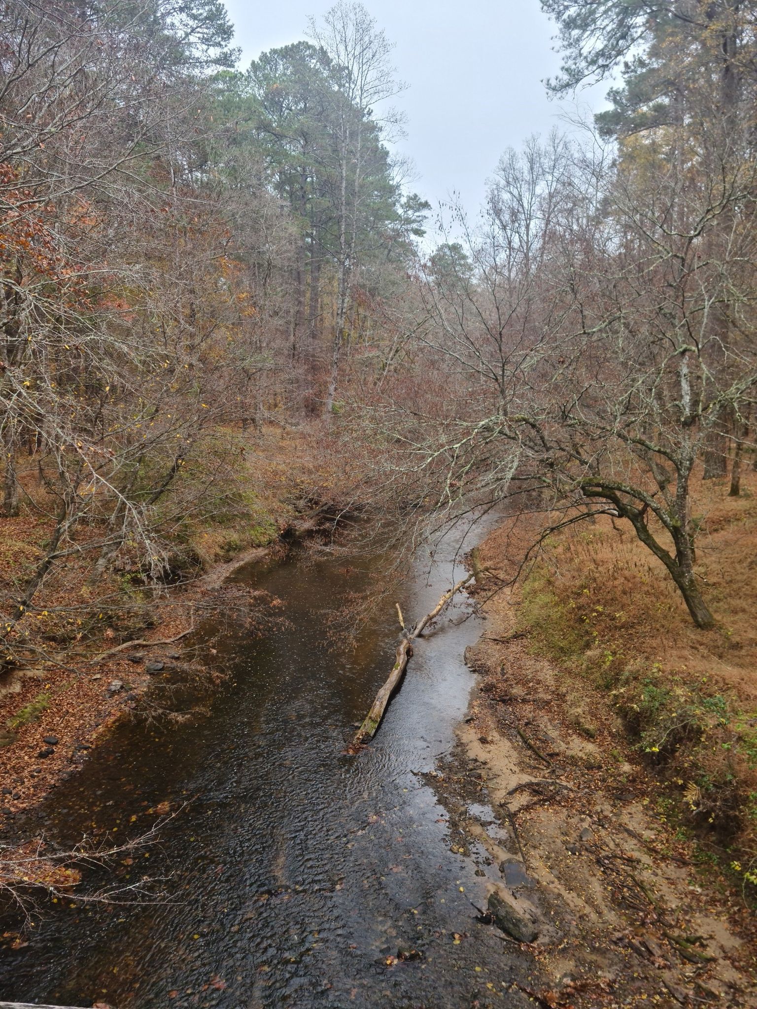 Overcast view of a winding stream with a fallen log, surrounded by autumn trees. - Company Mill and Loblolly Trail Loop