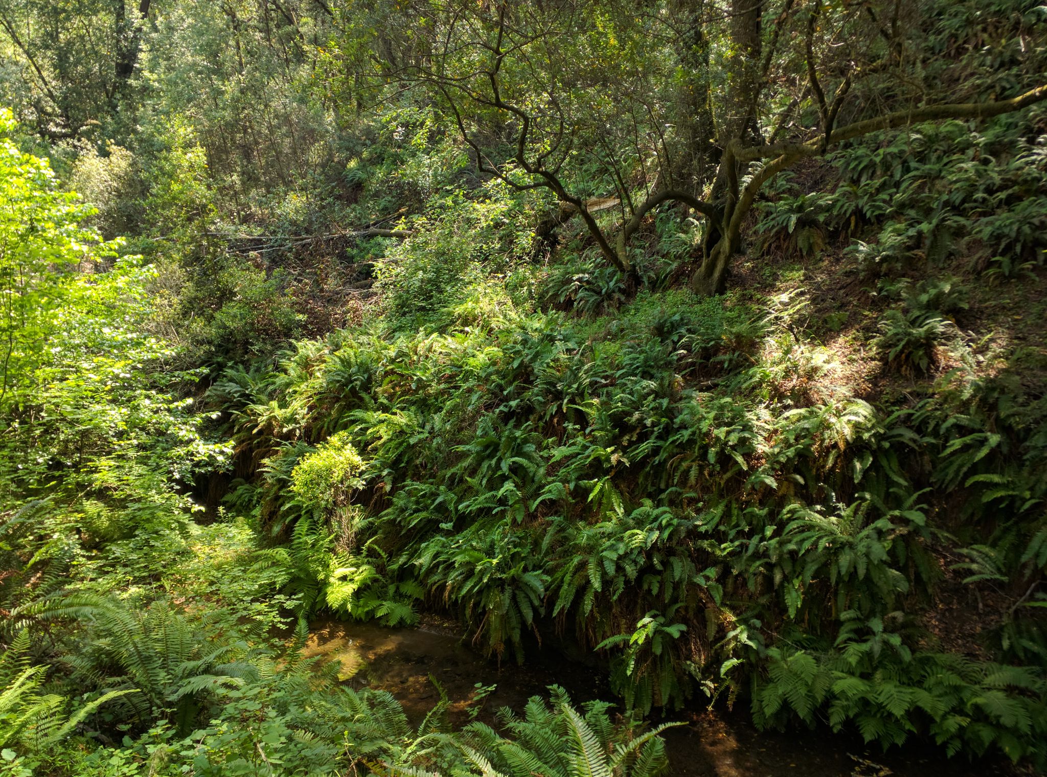 Lush forest with a small stream, ferns, and dappled sunlight. - Stairstep Falls Trail