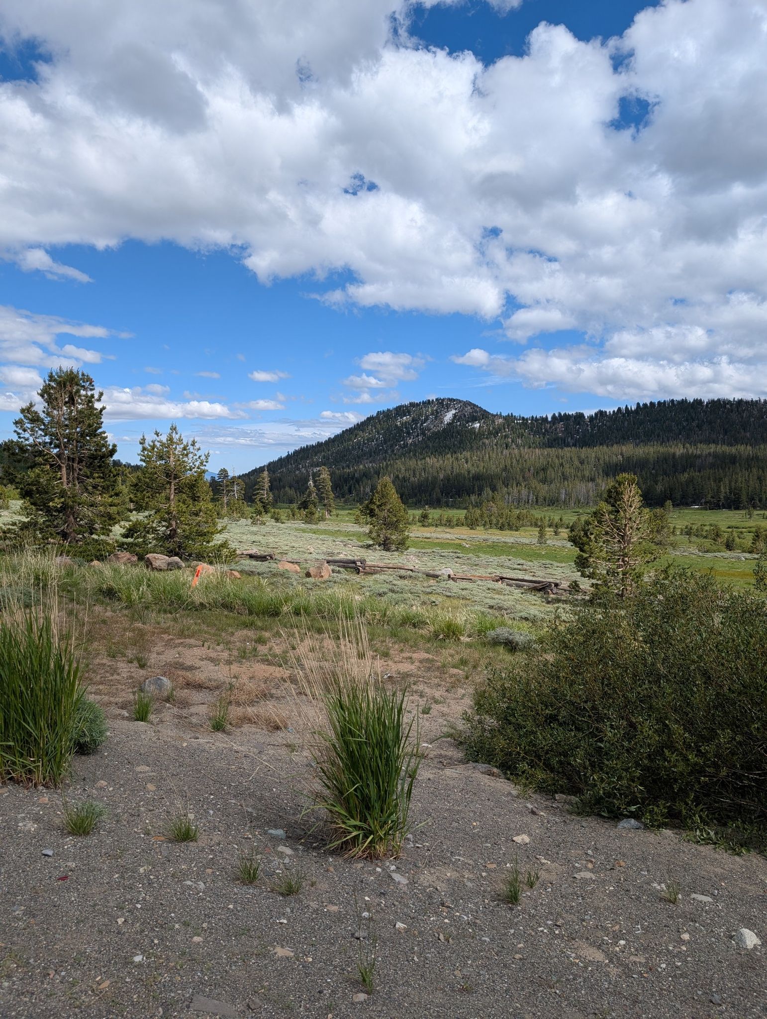 Sunny meadow with pine trees and a forested mountain under a blue sky. - Incline Village to Mt Rose Summit loop