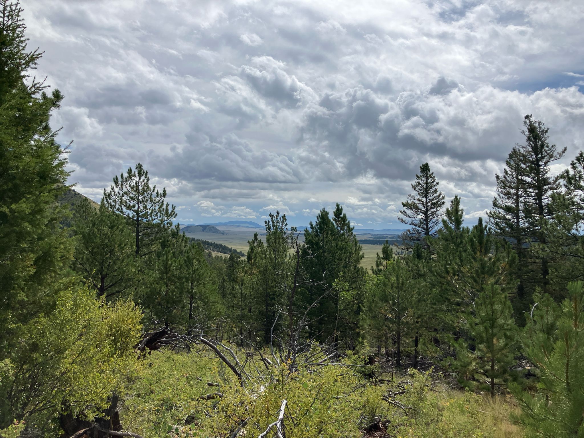A dense pine forest overlooks distant hills under a dramatic, cloudy sky. - McQuaid Trail
